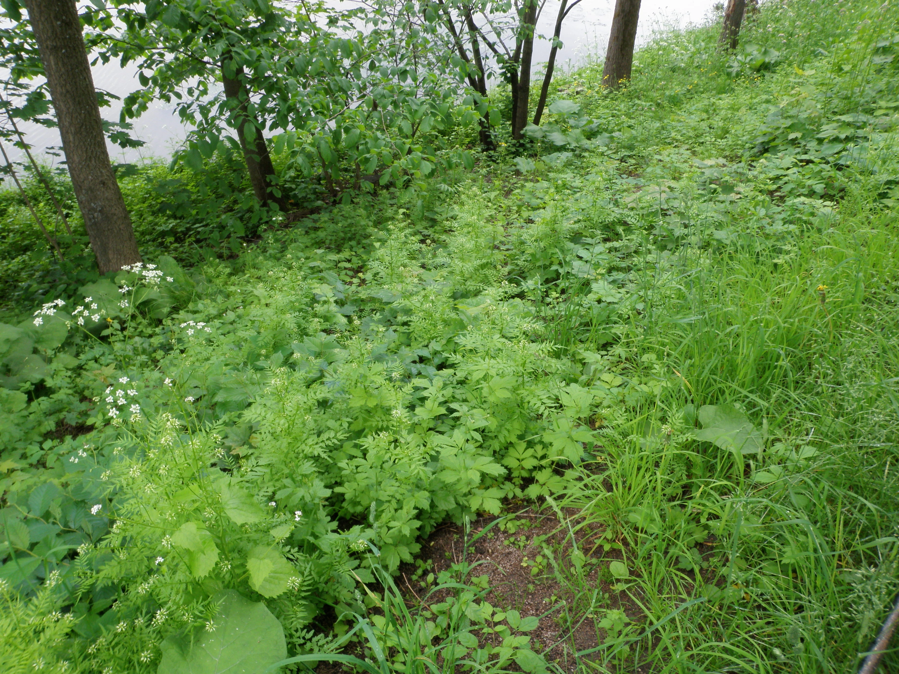 : Cardamine impatiens.