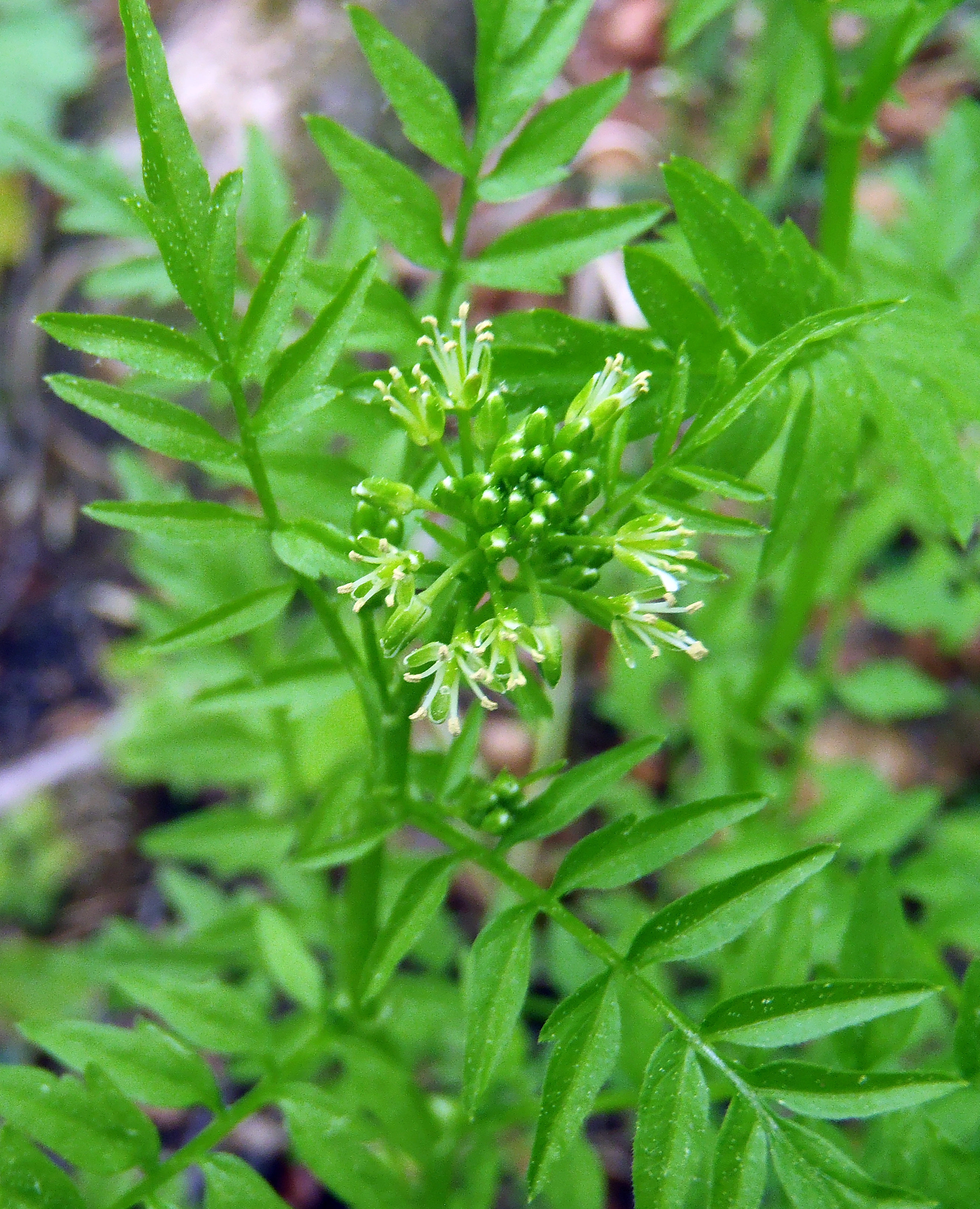 : Cardamine impatiens.