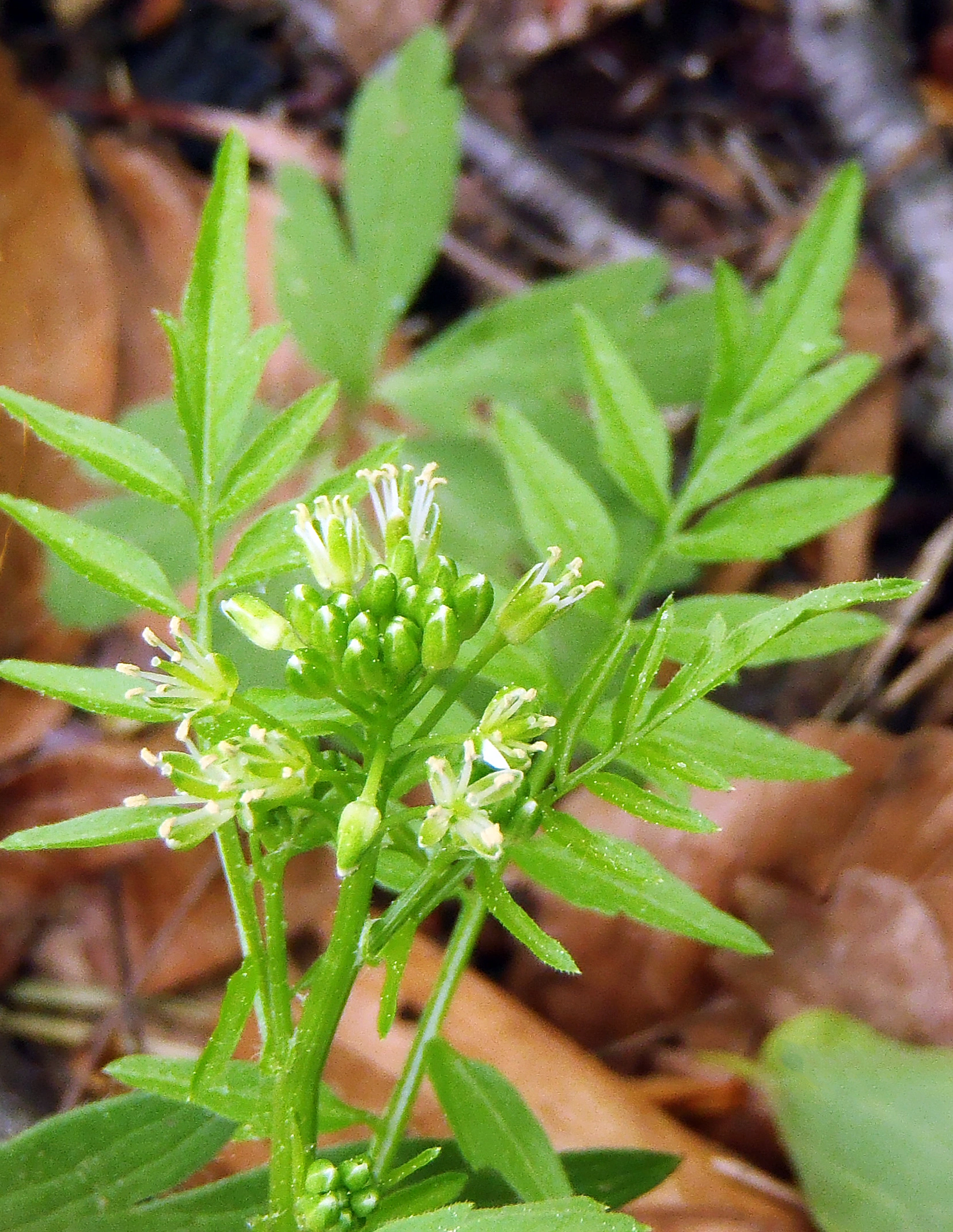 : Cardamine impatiens.