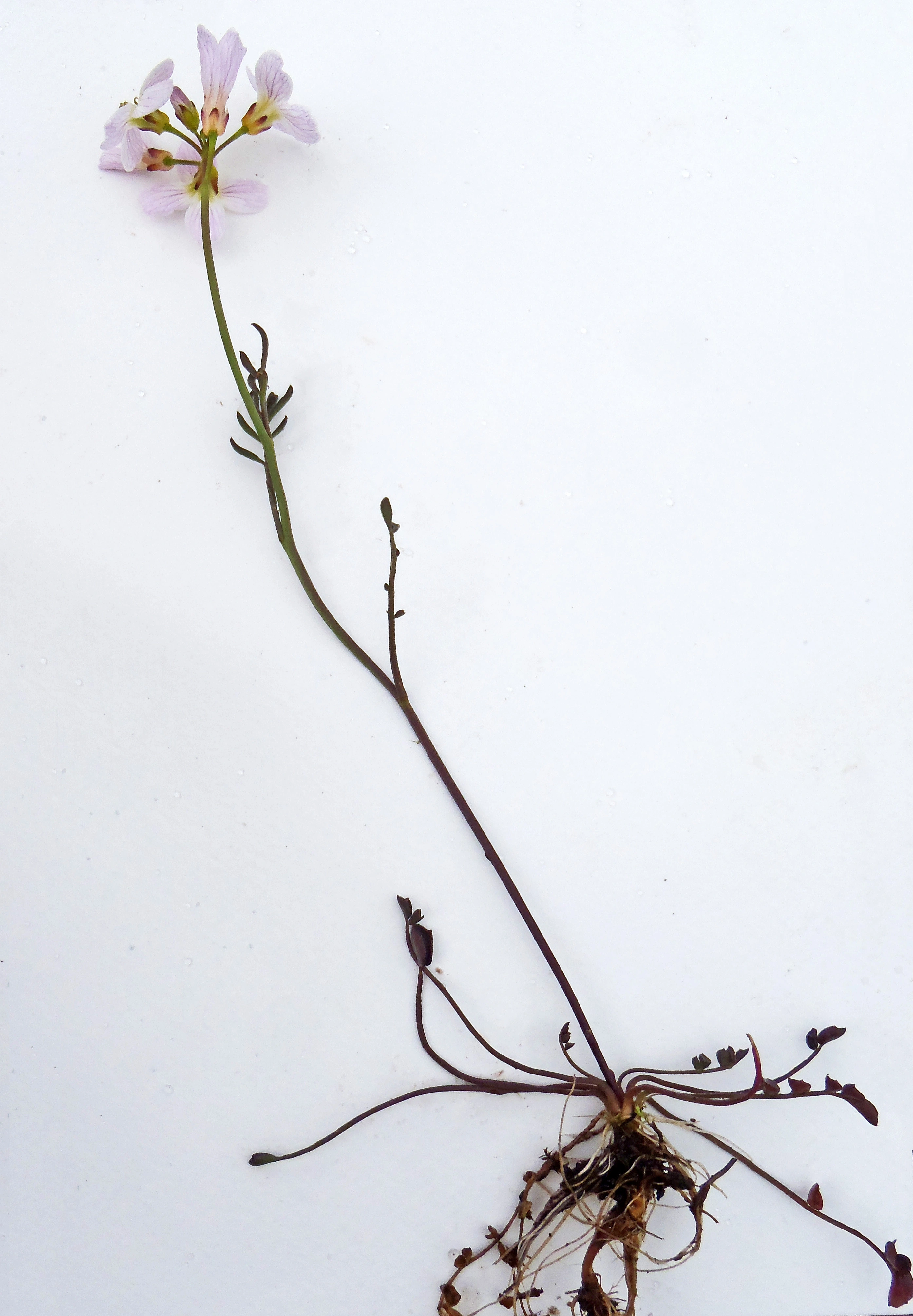 : Cardamine nymanii.