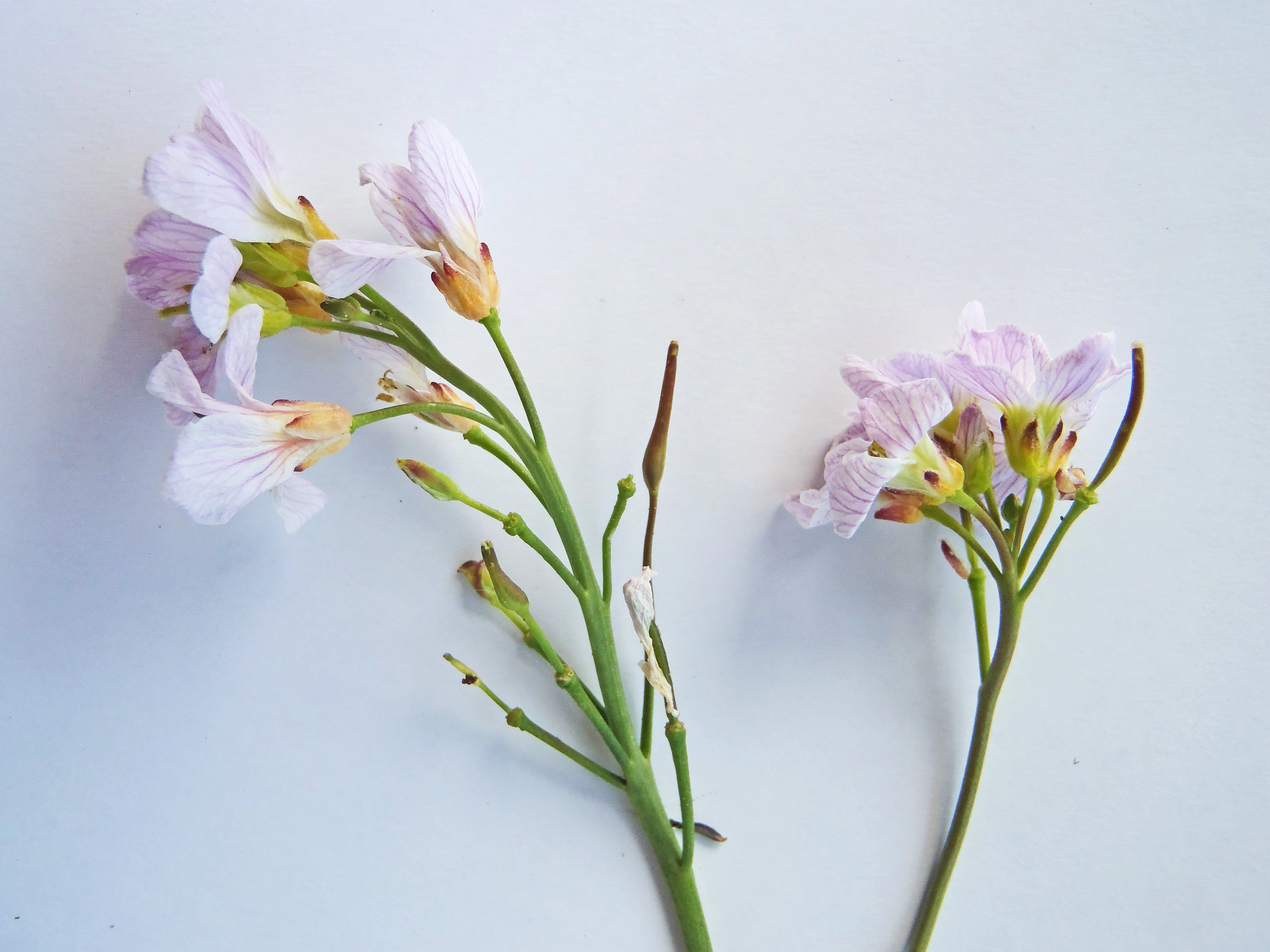 : Cardamine nymanii.