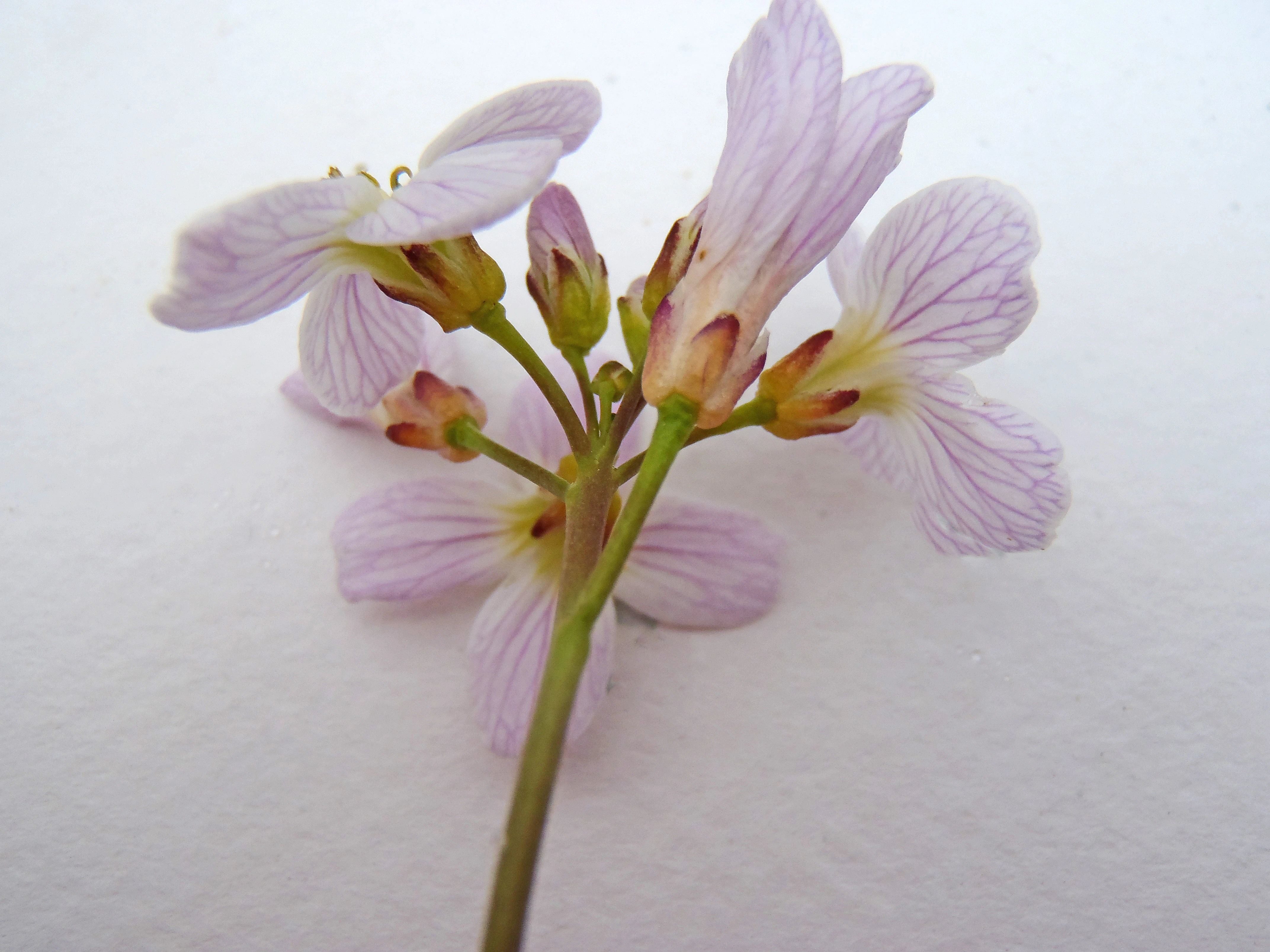 : Cardamine nymanii.