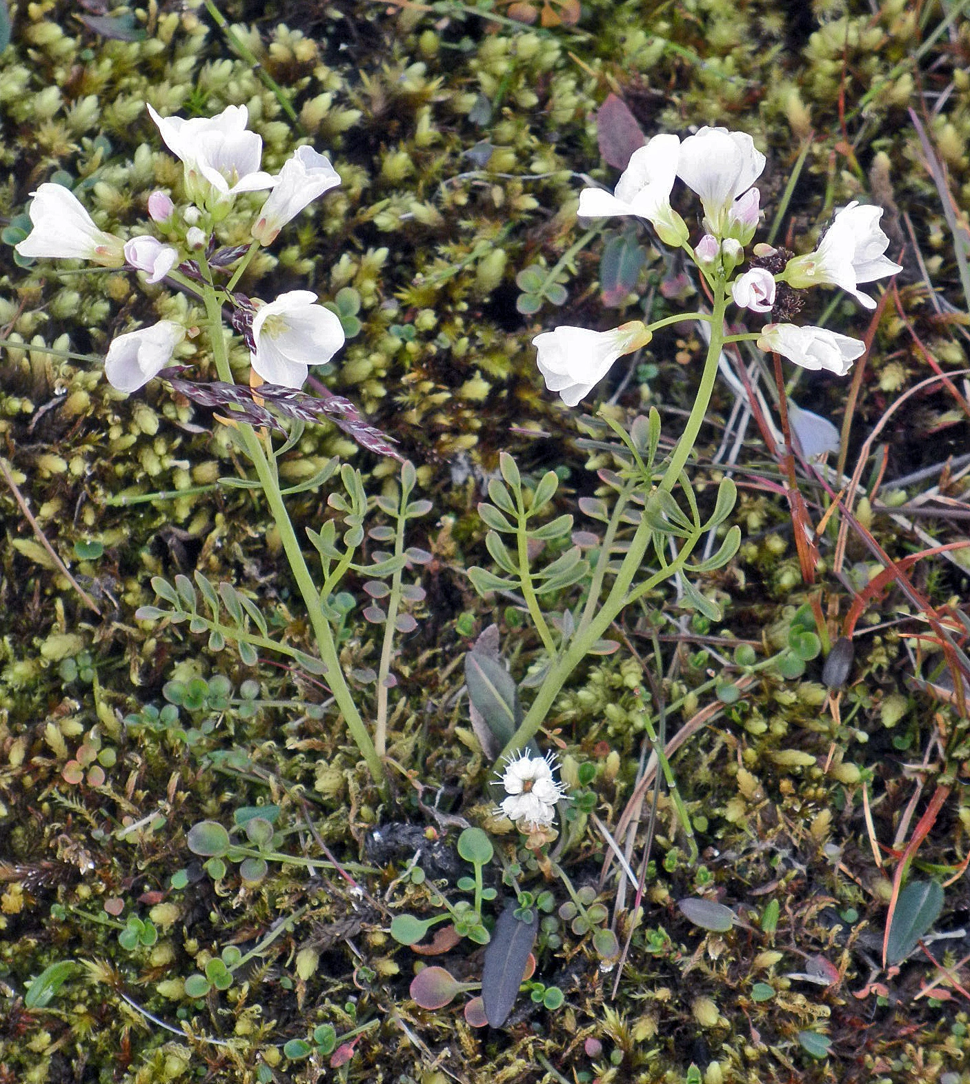 : Cardamine nymanii.