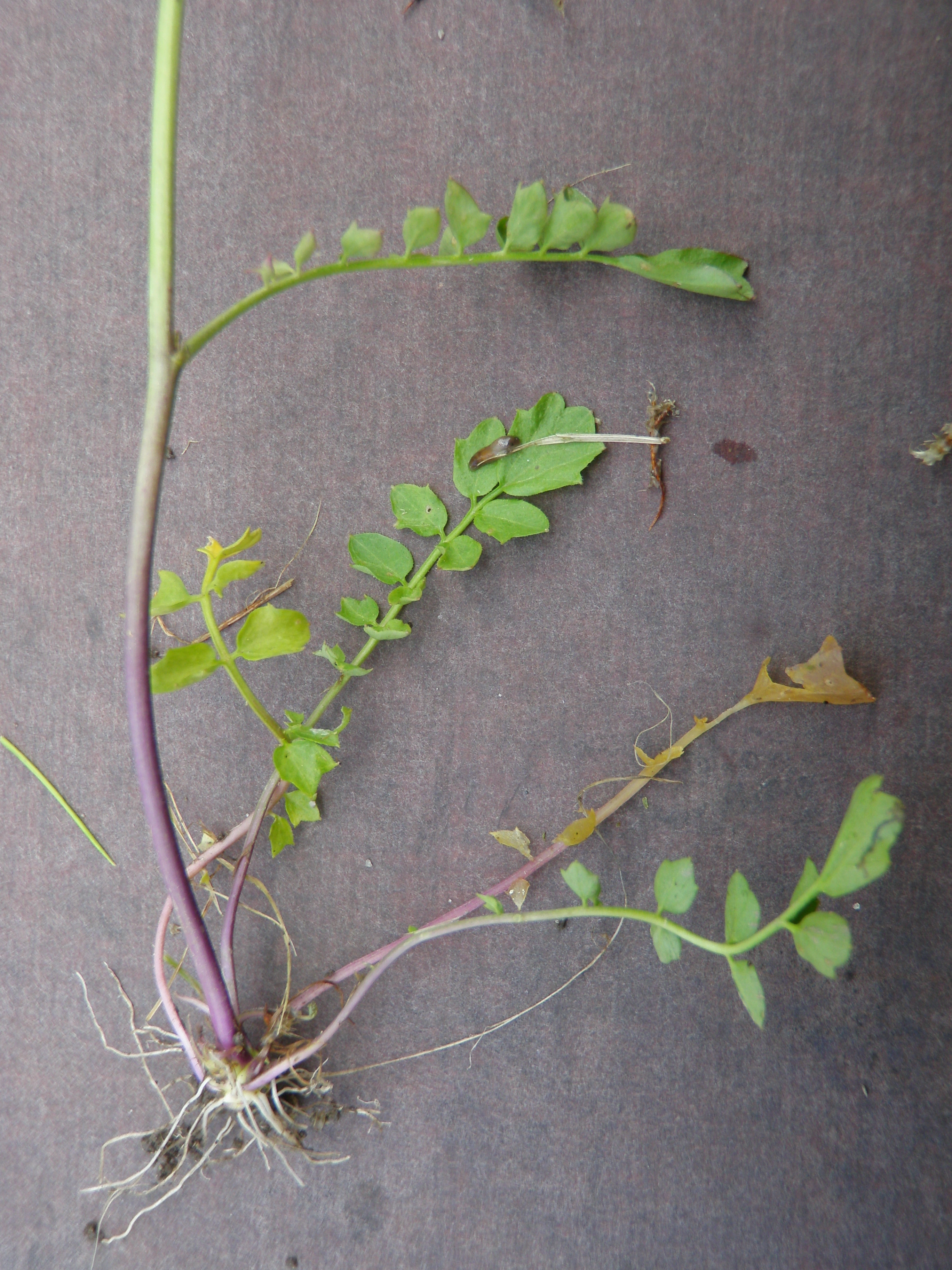 : Cardamine pratensis.