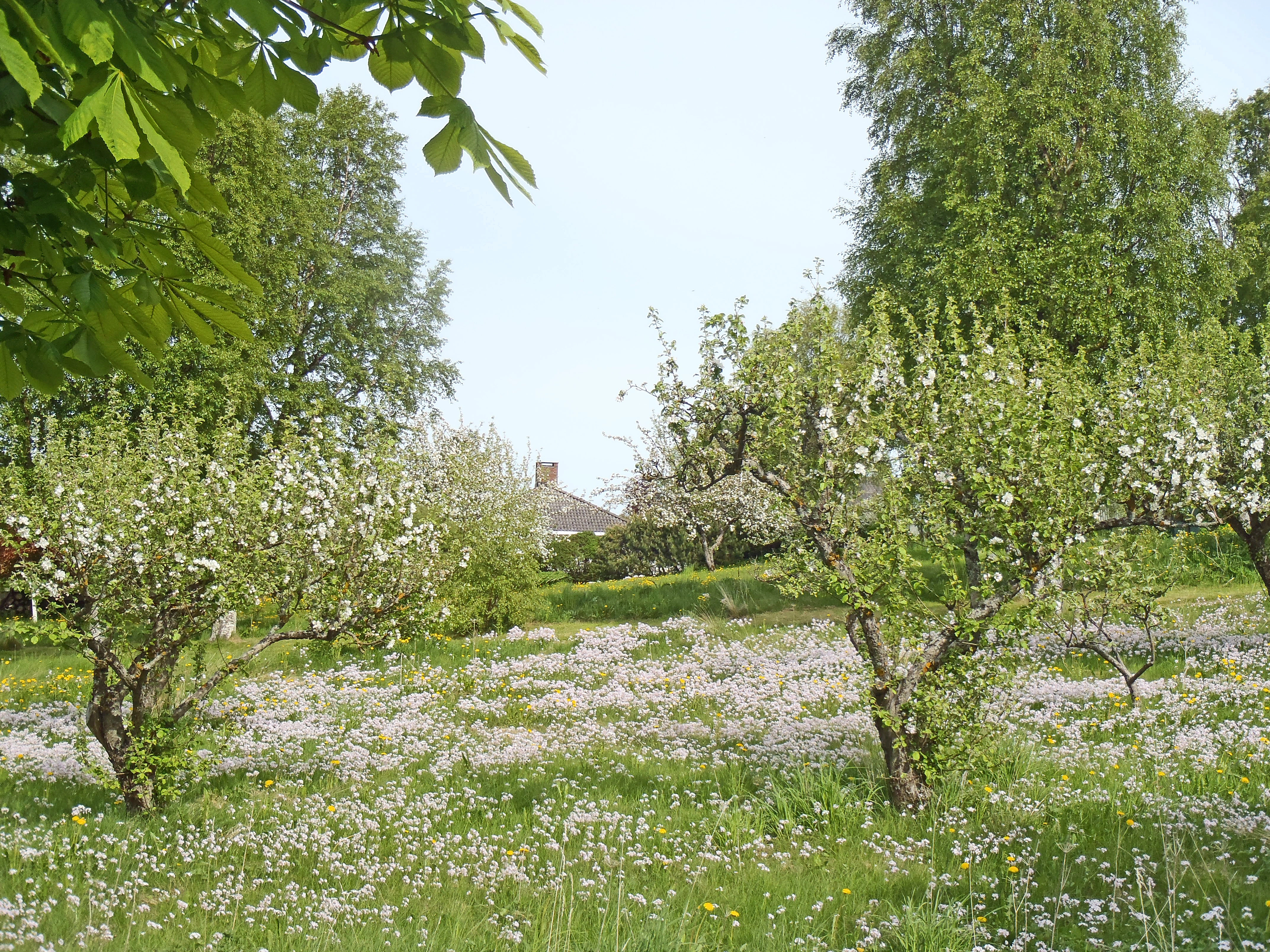 : Cardamine pratensis.