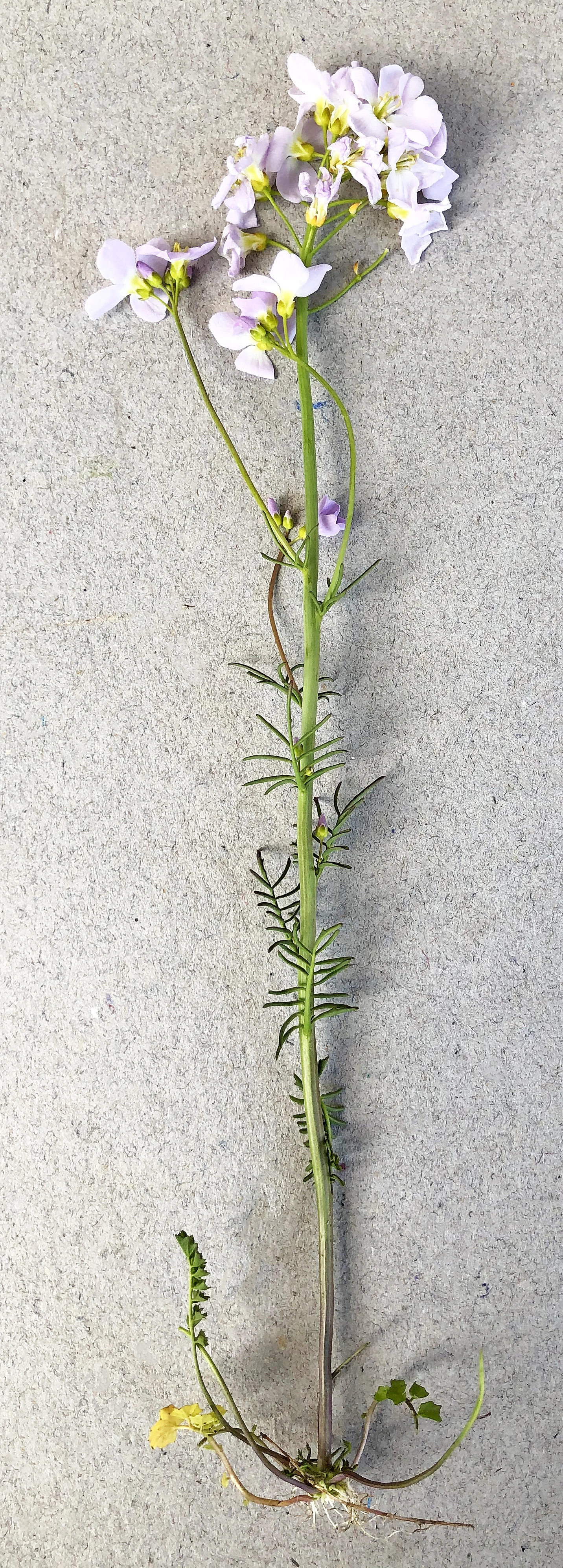 : Cardamine pratensis.