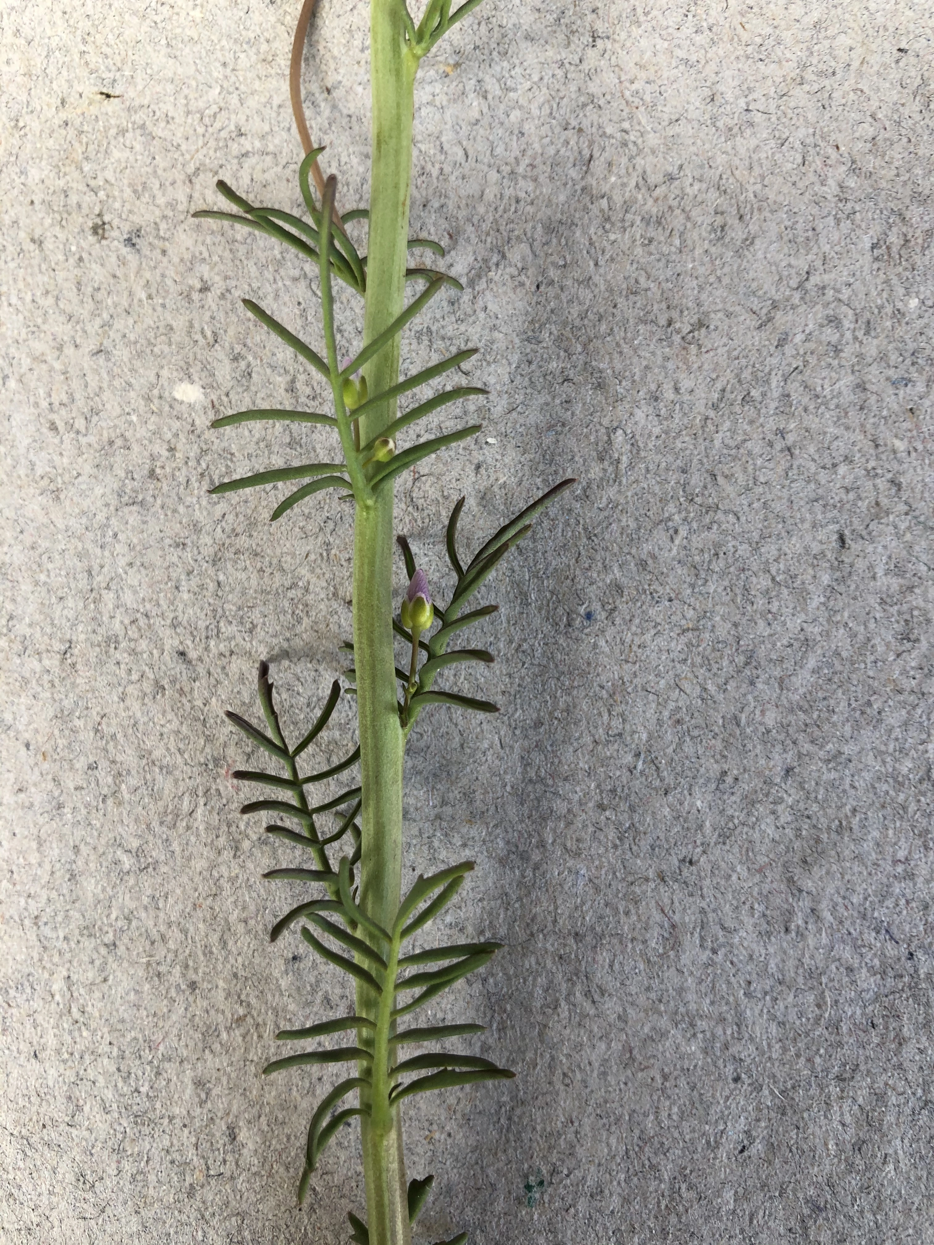 : Cardamine pratensis.