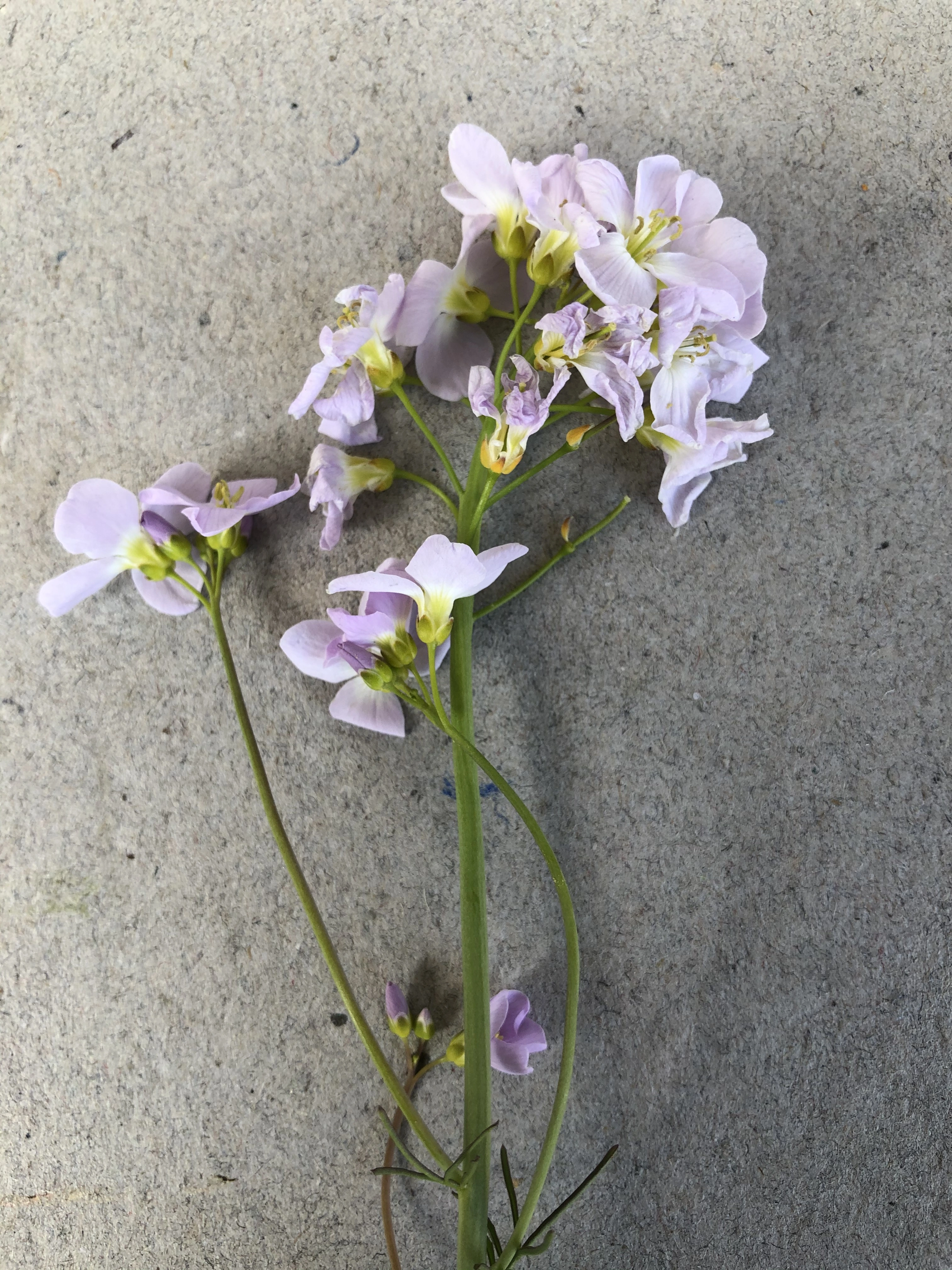 : Cardamine pratensis.