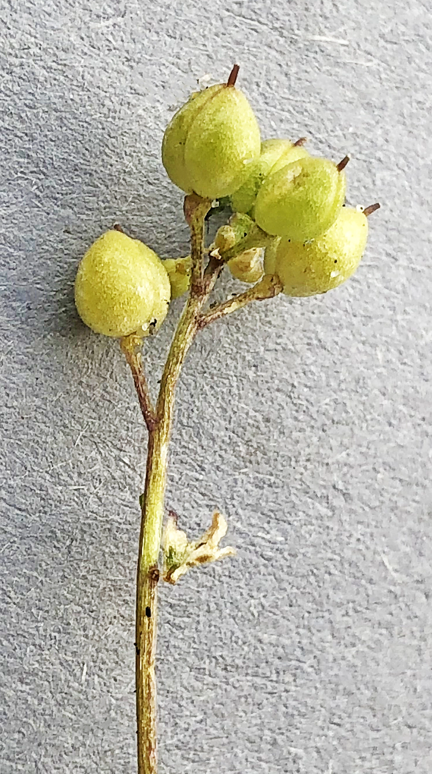 : Cochlearia danica.