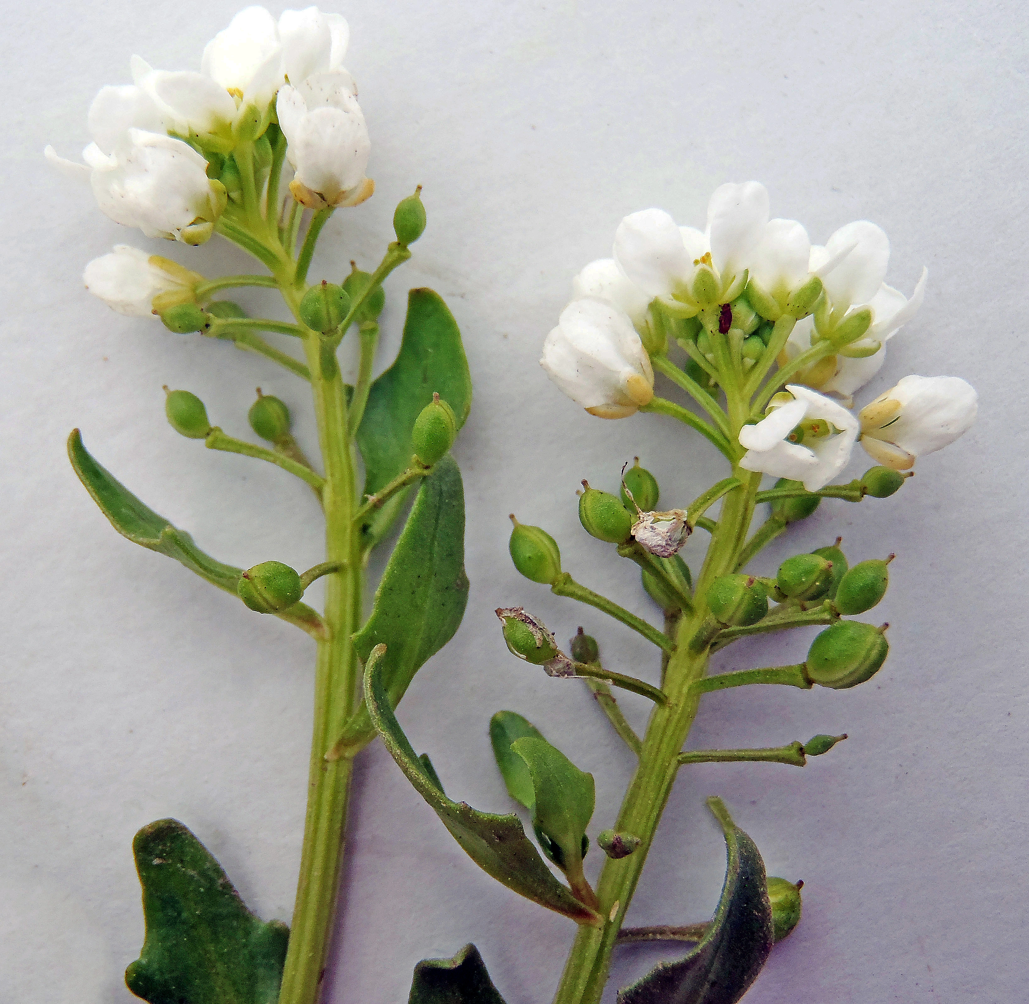 : Cochlearia officinalis norvegica.