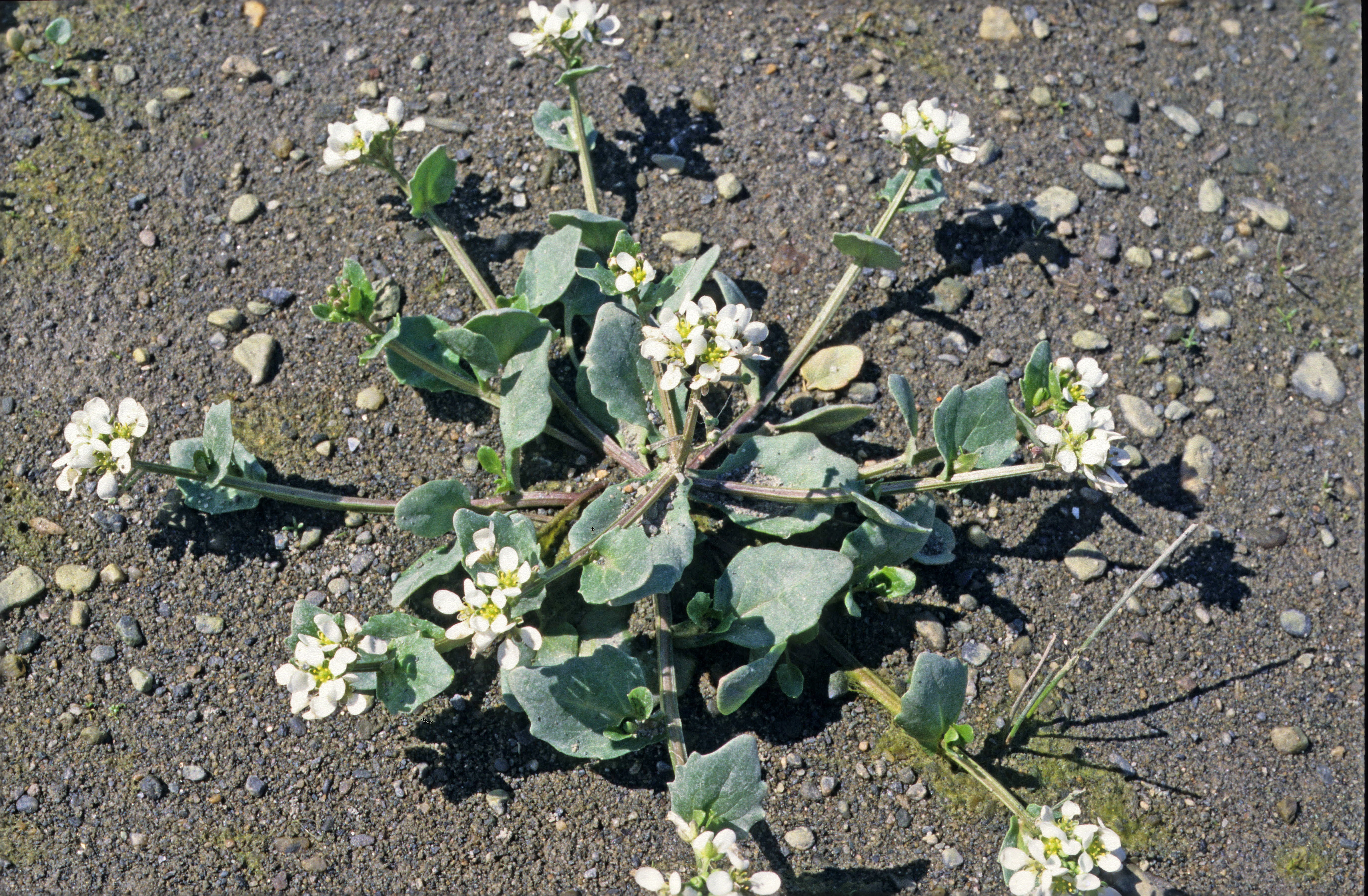 : Cochlearia officinalis.