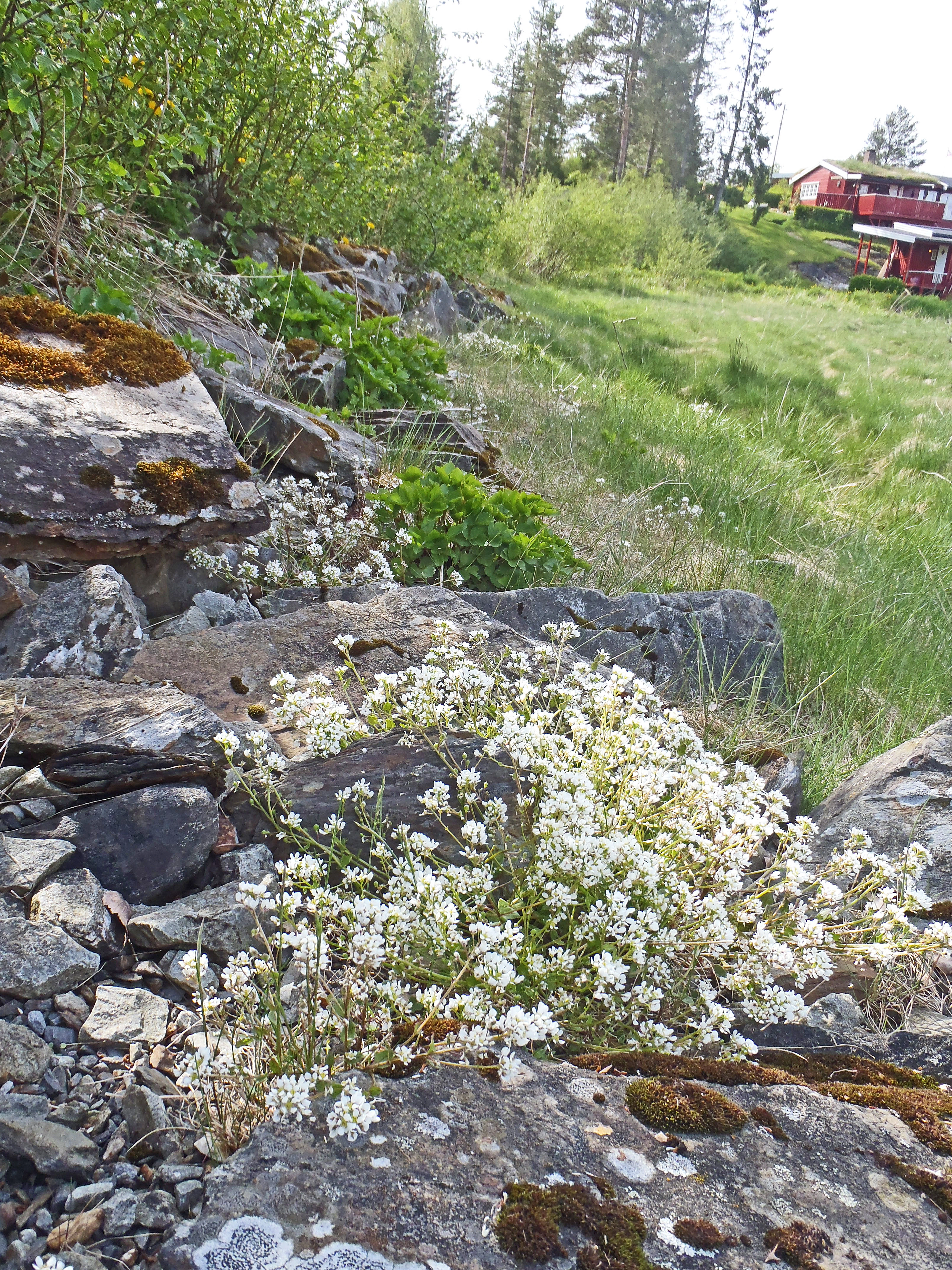 : Cochlearia officinalis officinalis.