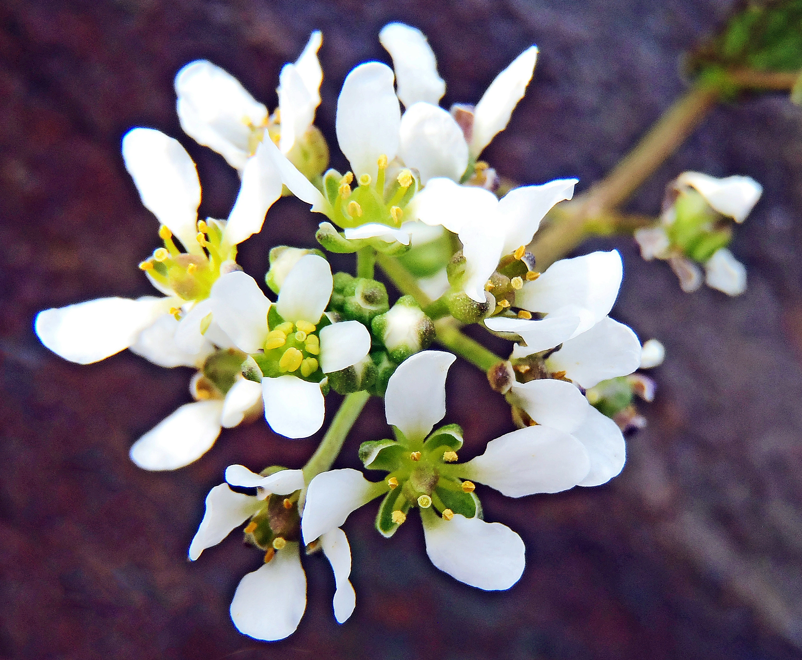 : Cochlearia officinalis officinalis.