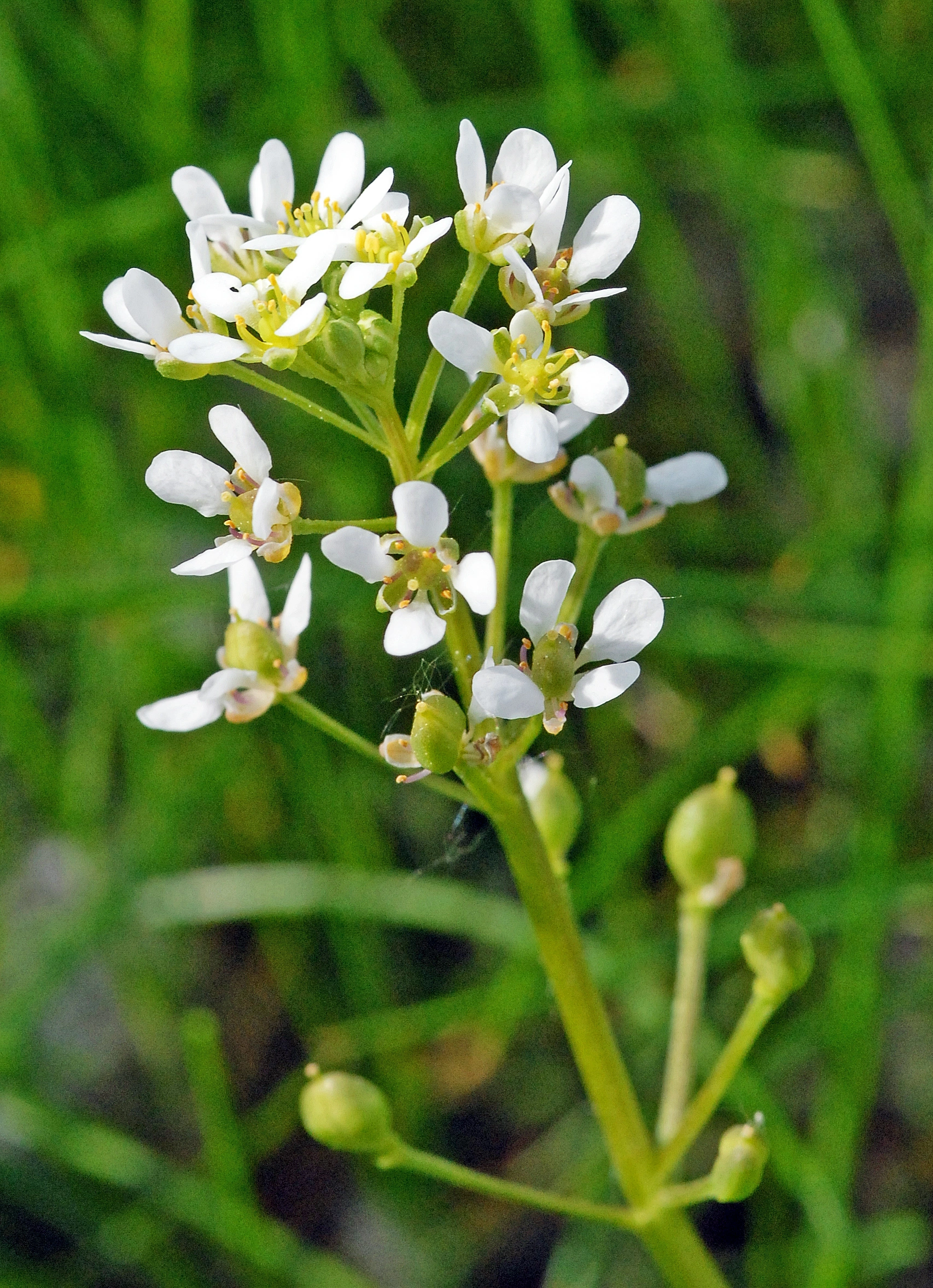 : Cochlearia officinalis officinalis.