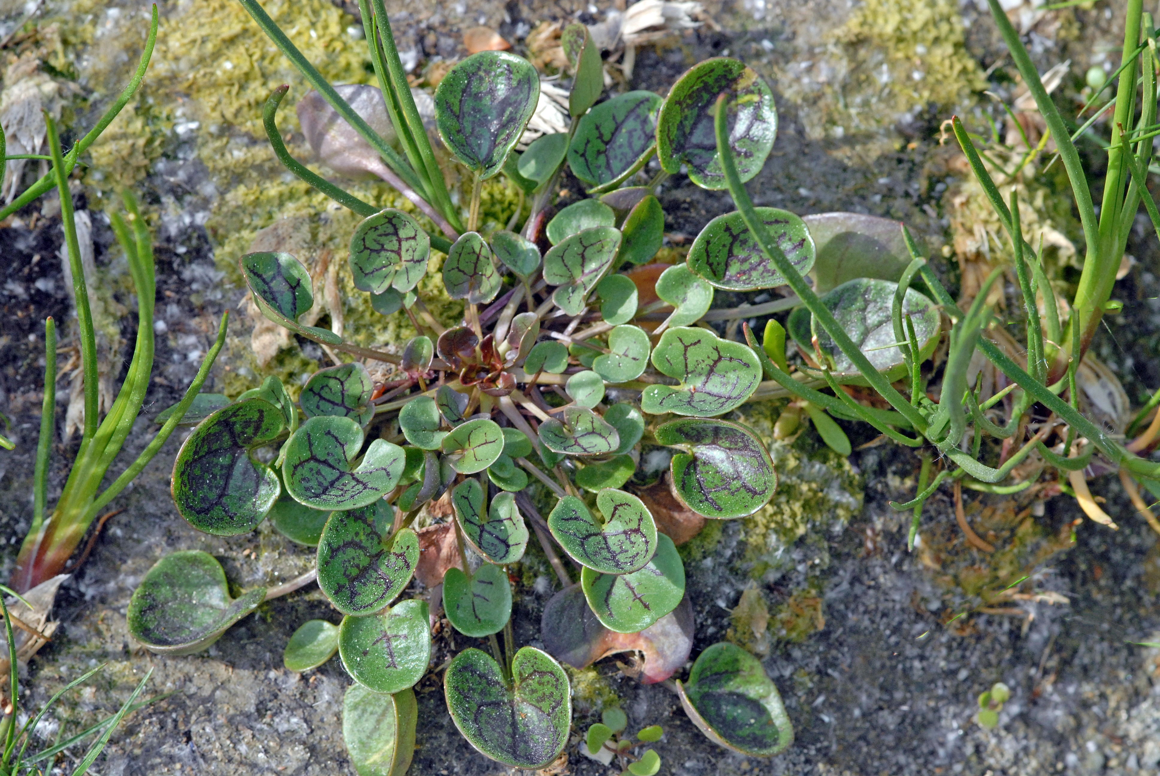 : Cochlearia officinalis officinalis.