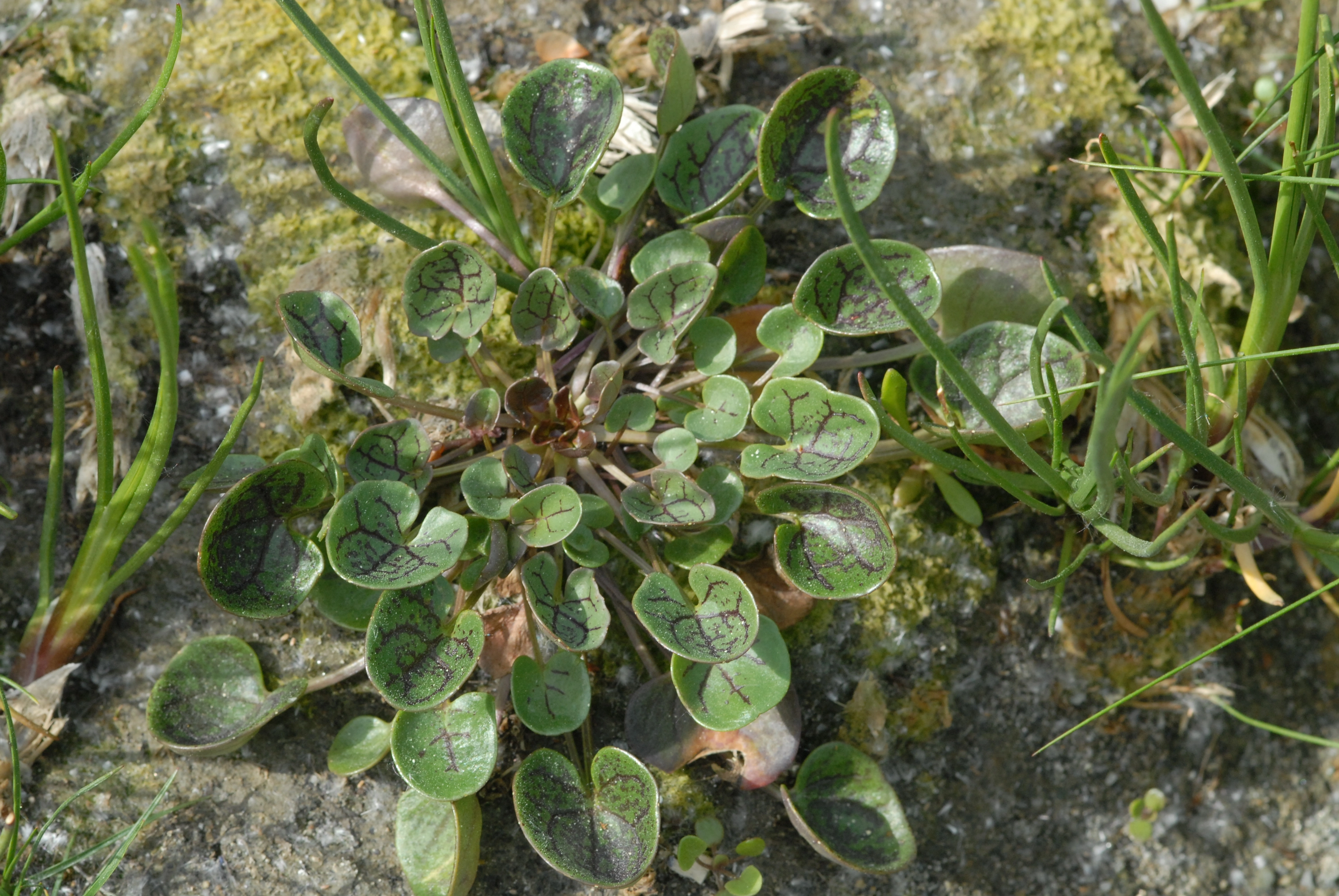 : Cochlearia officinalis officinalis.