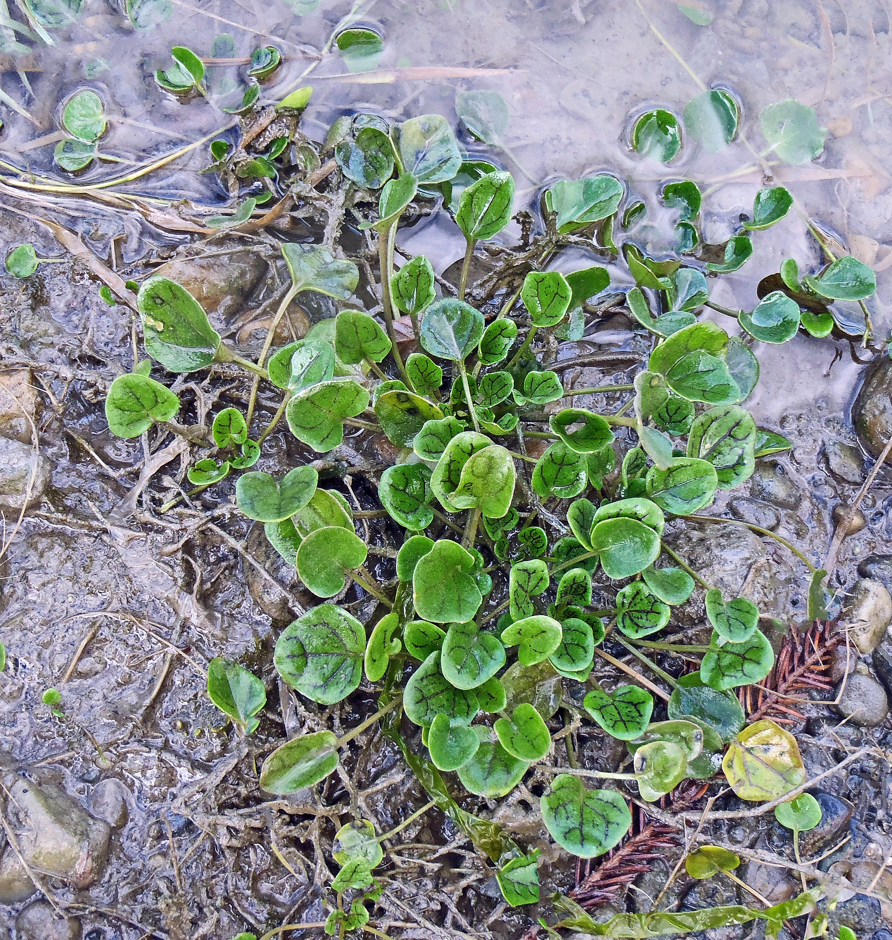 : Cochlearia officinalis officinalis.