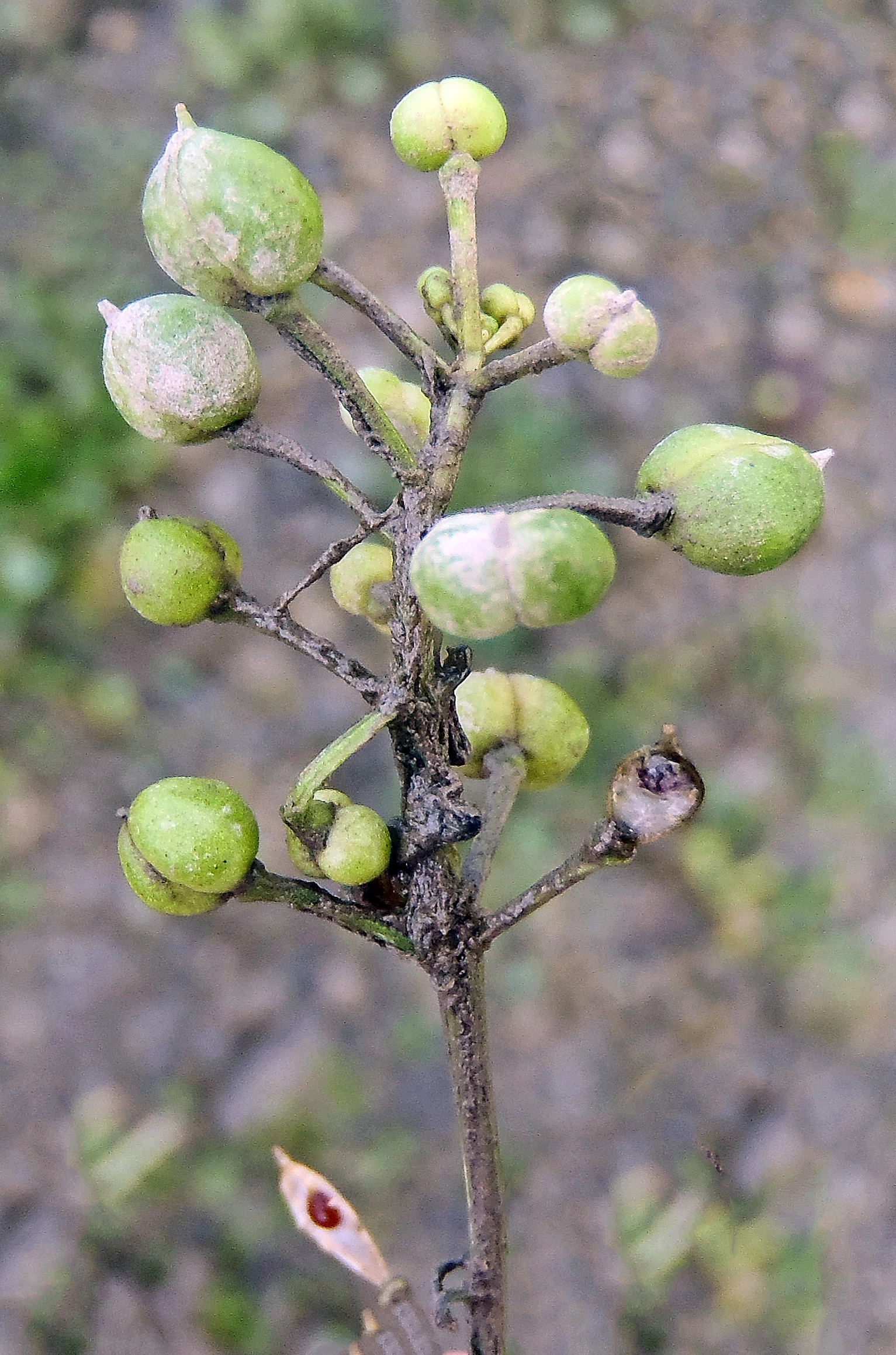 : Cochlearia officinalis officinalis.