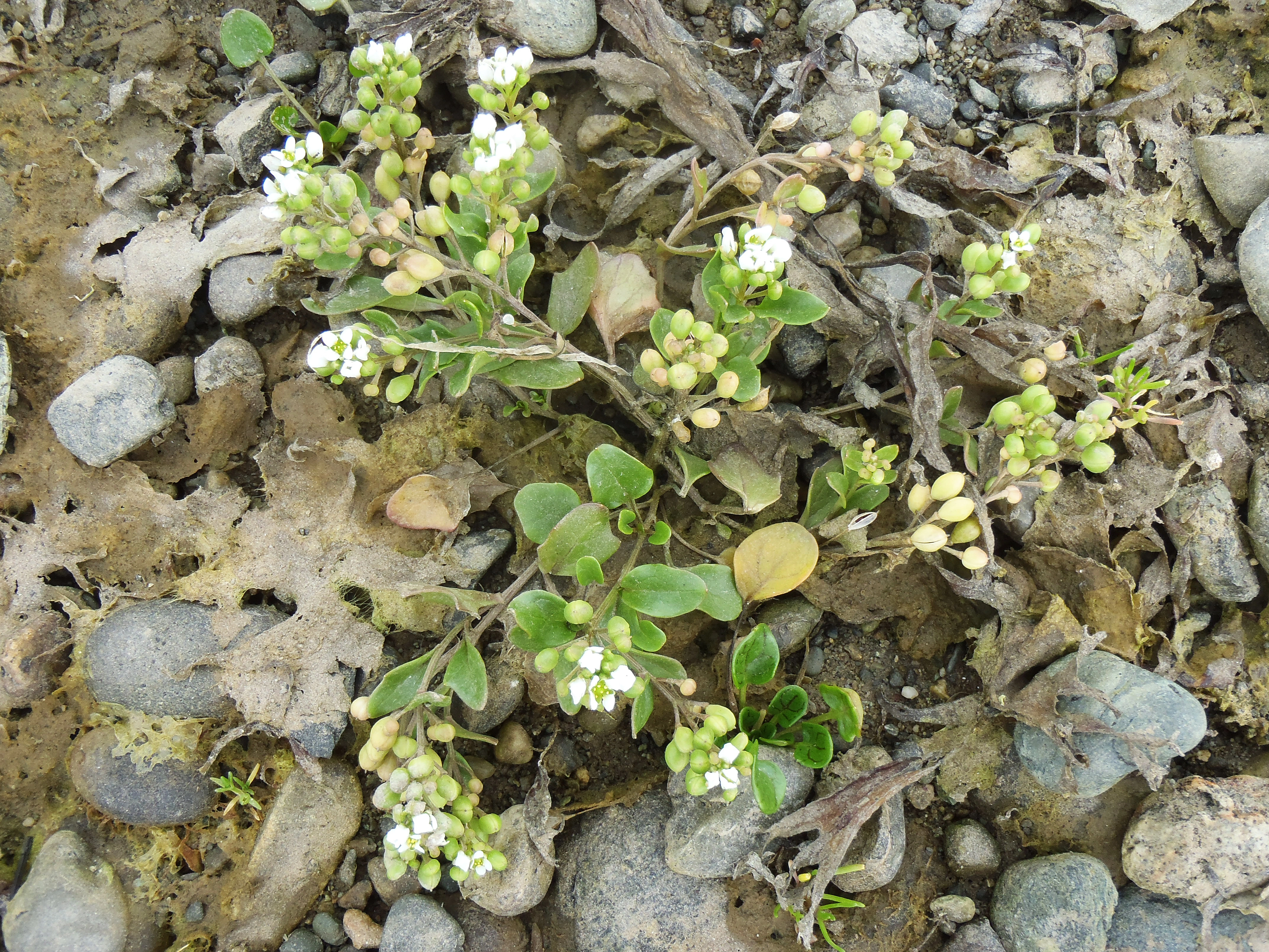 : Cochlearia officinalis.