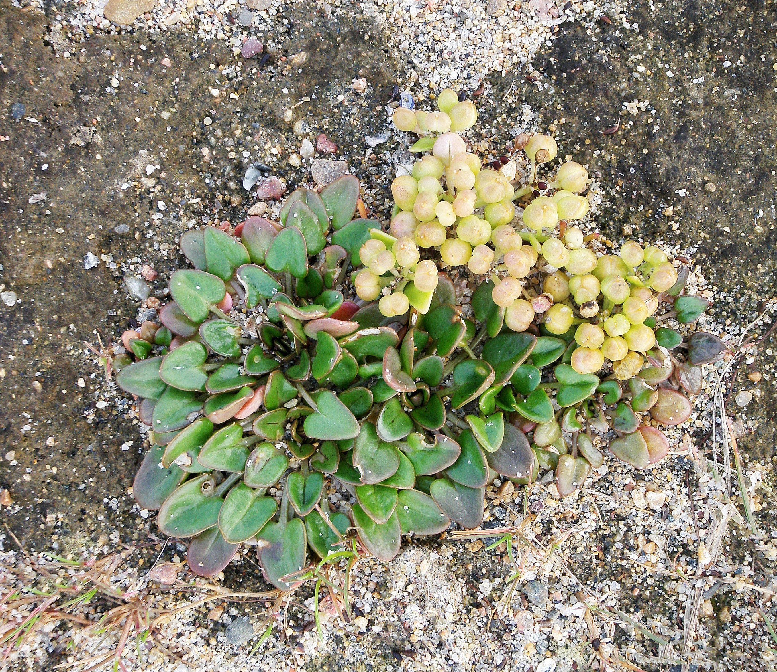 : Cochlearia officinalis norvegica.