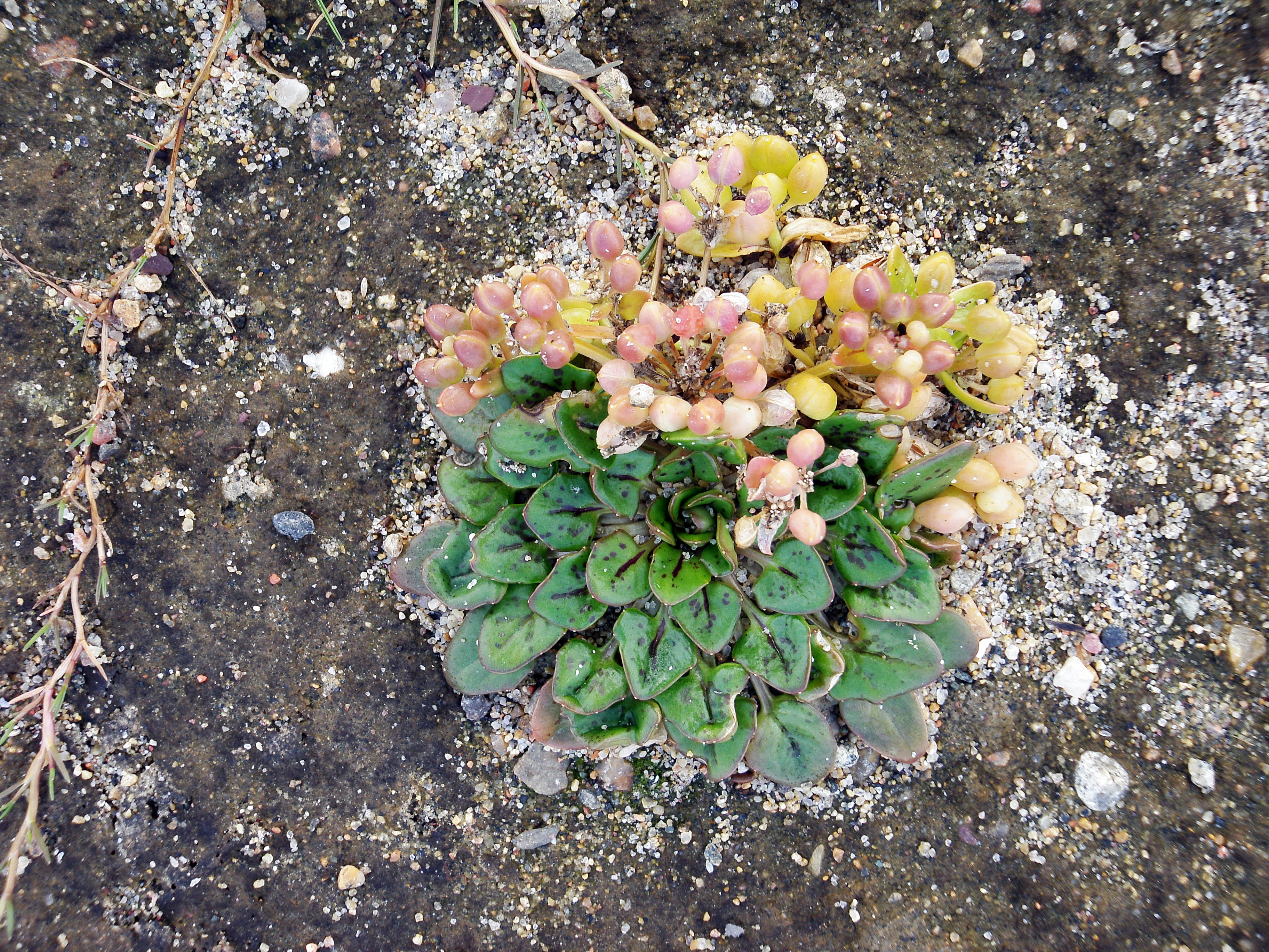 : Cochlearia officinalis norvegica.