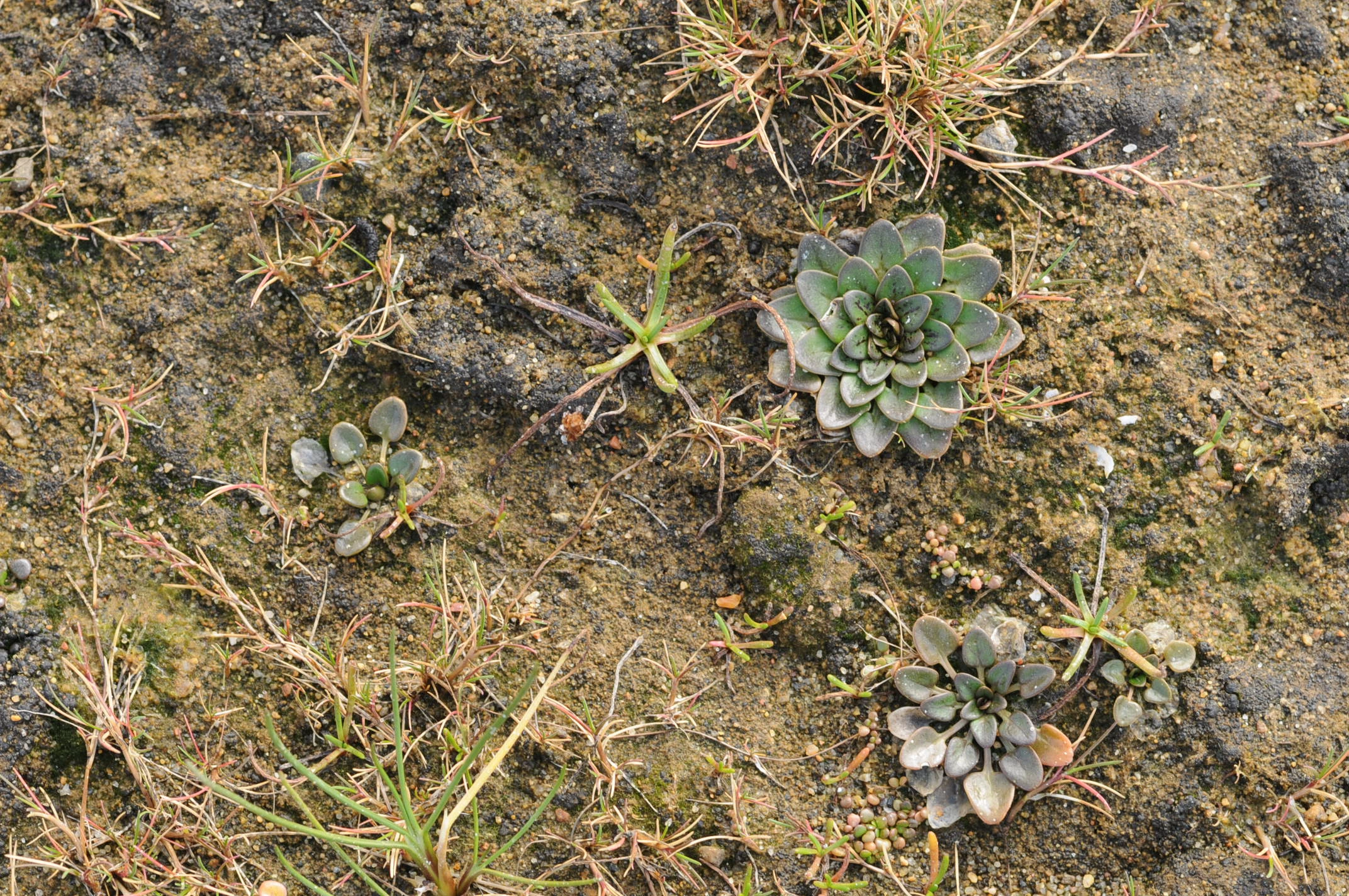 : Cochlearia officinalis norvegica.