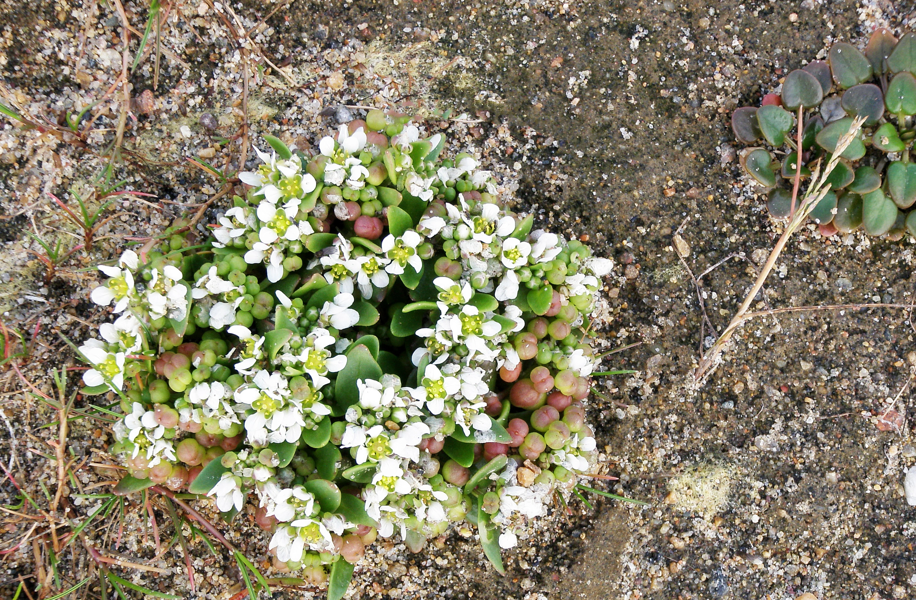 : Cochlearia officinalis norvegica.