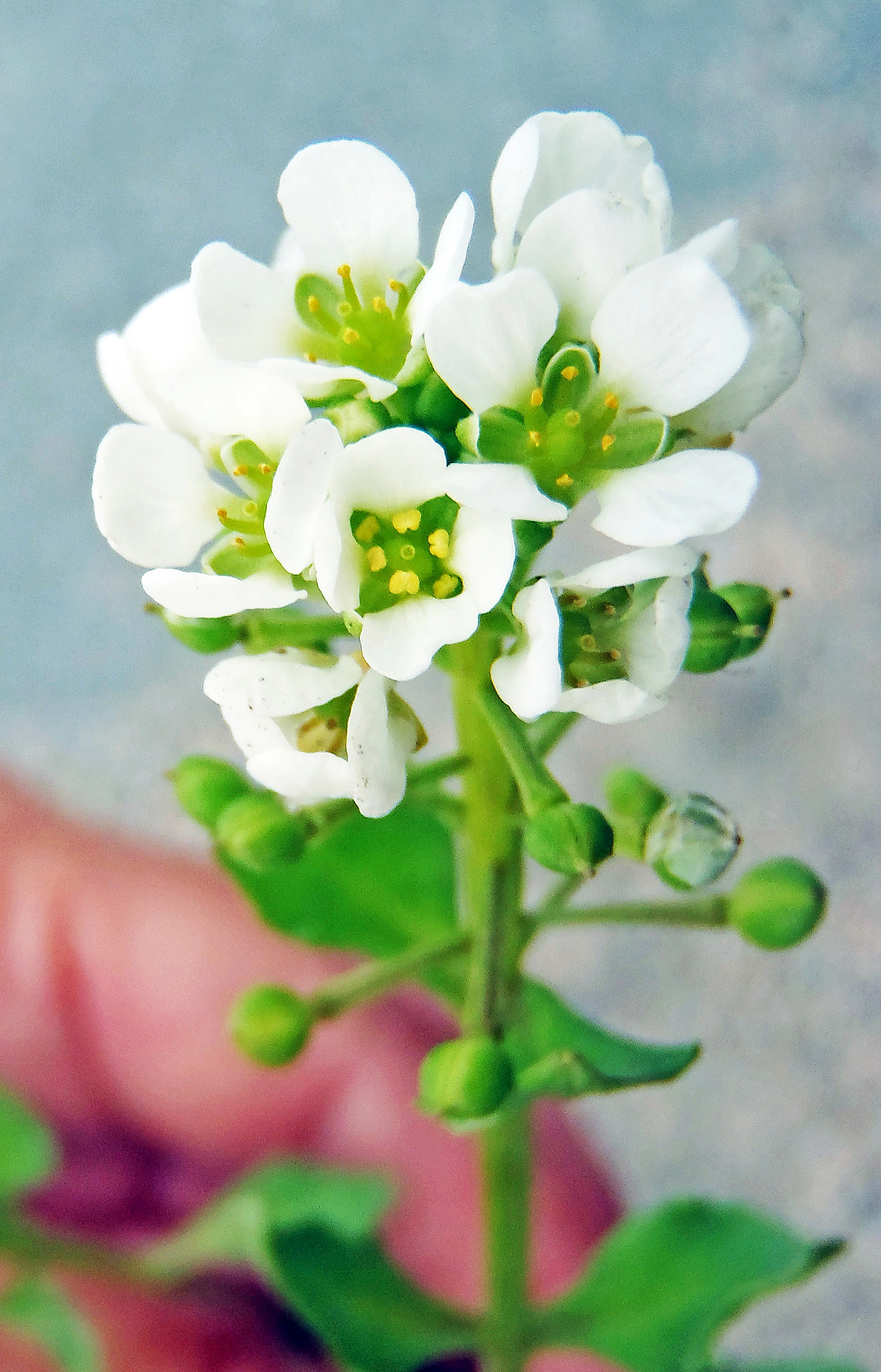 : Cochlearia officinalis norvegica.