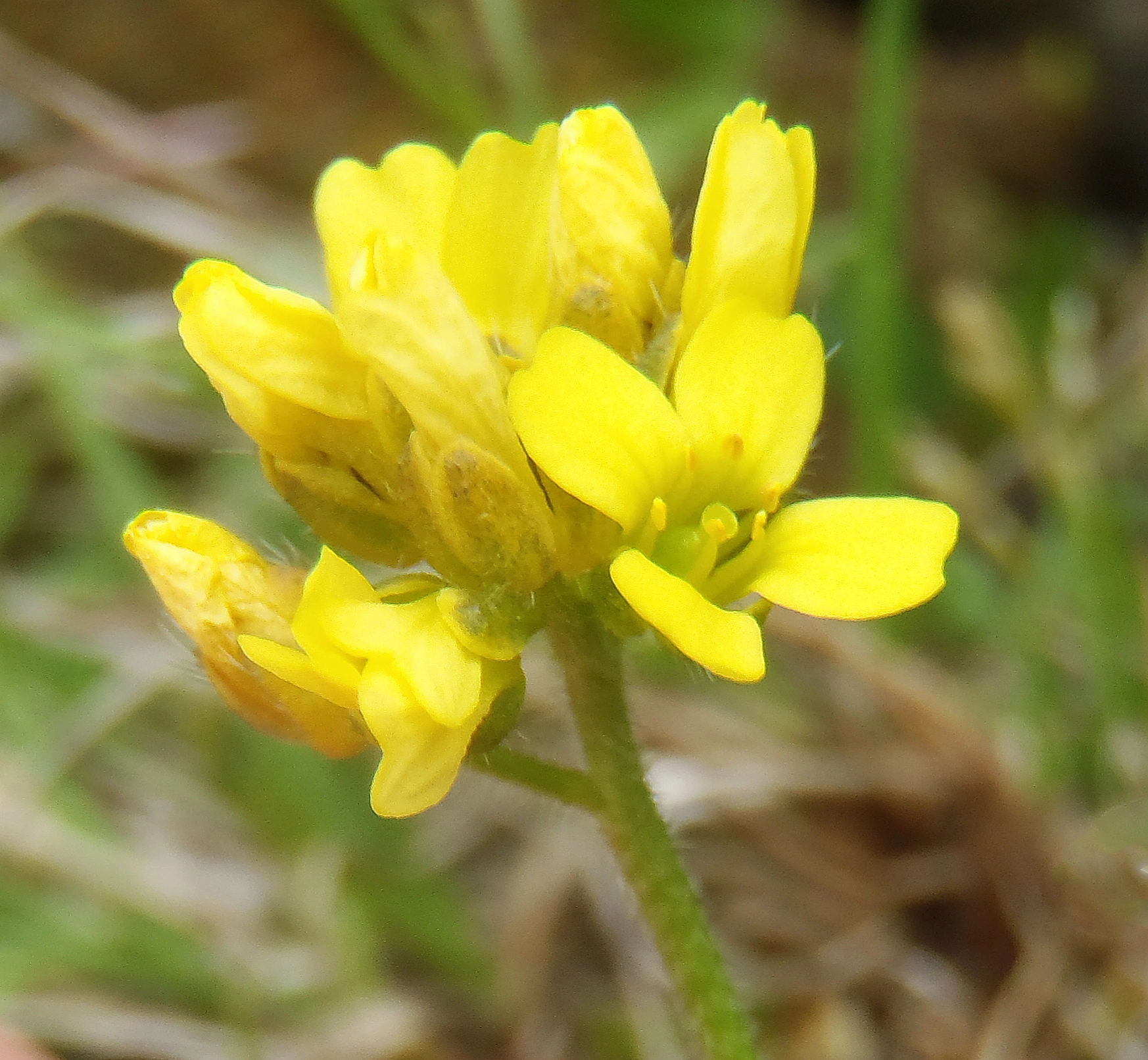 : Draba alpina.