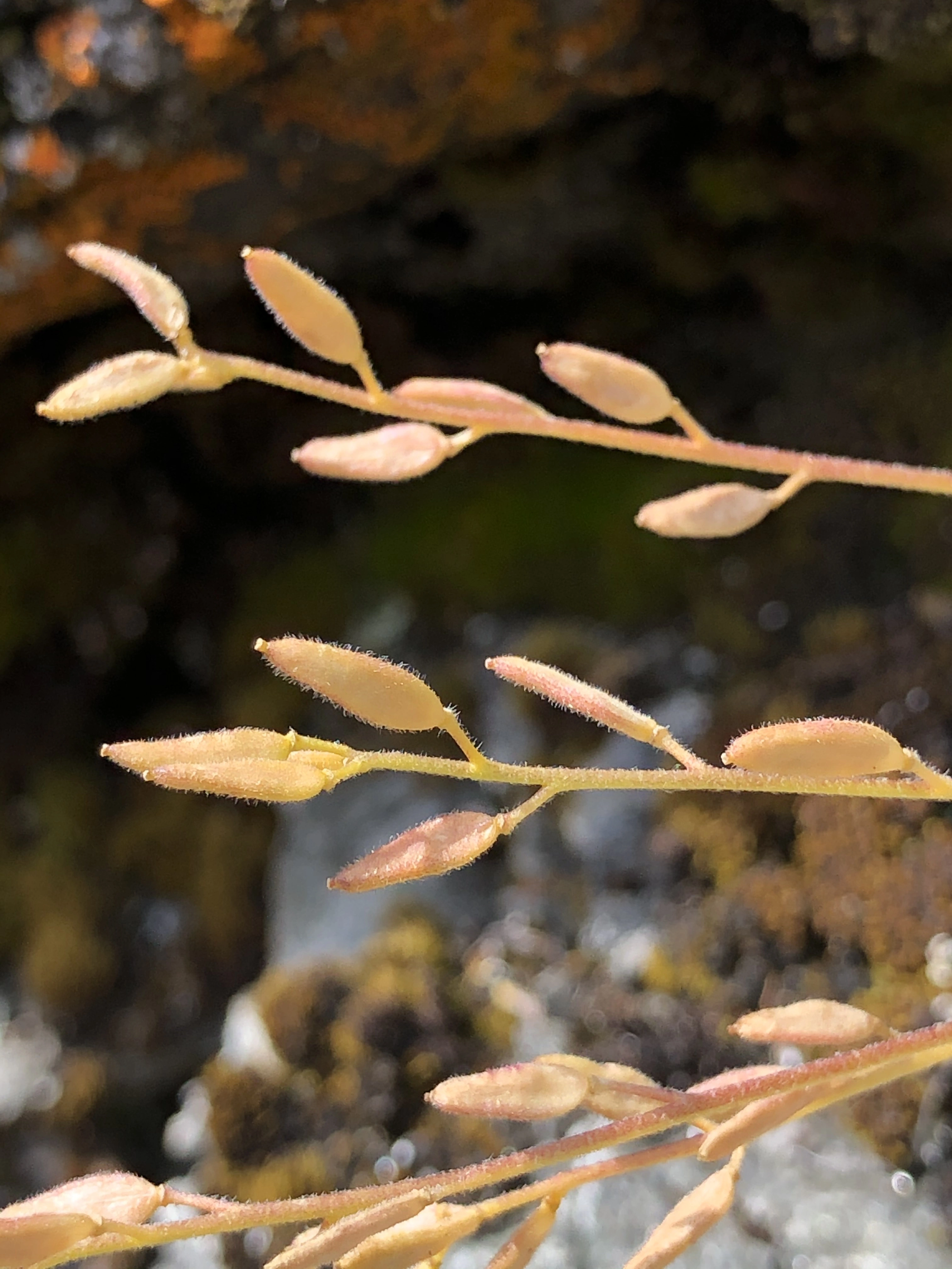 : Draba hirta dovrensis.