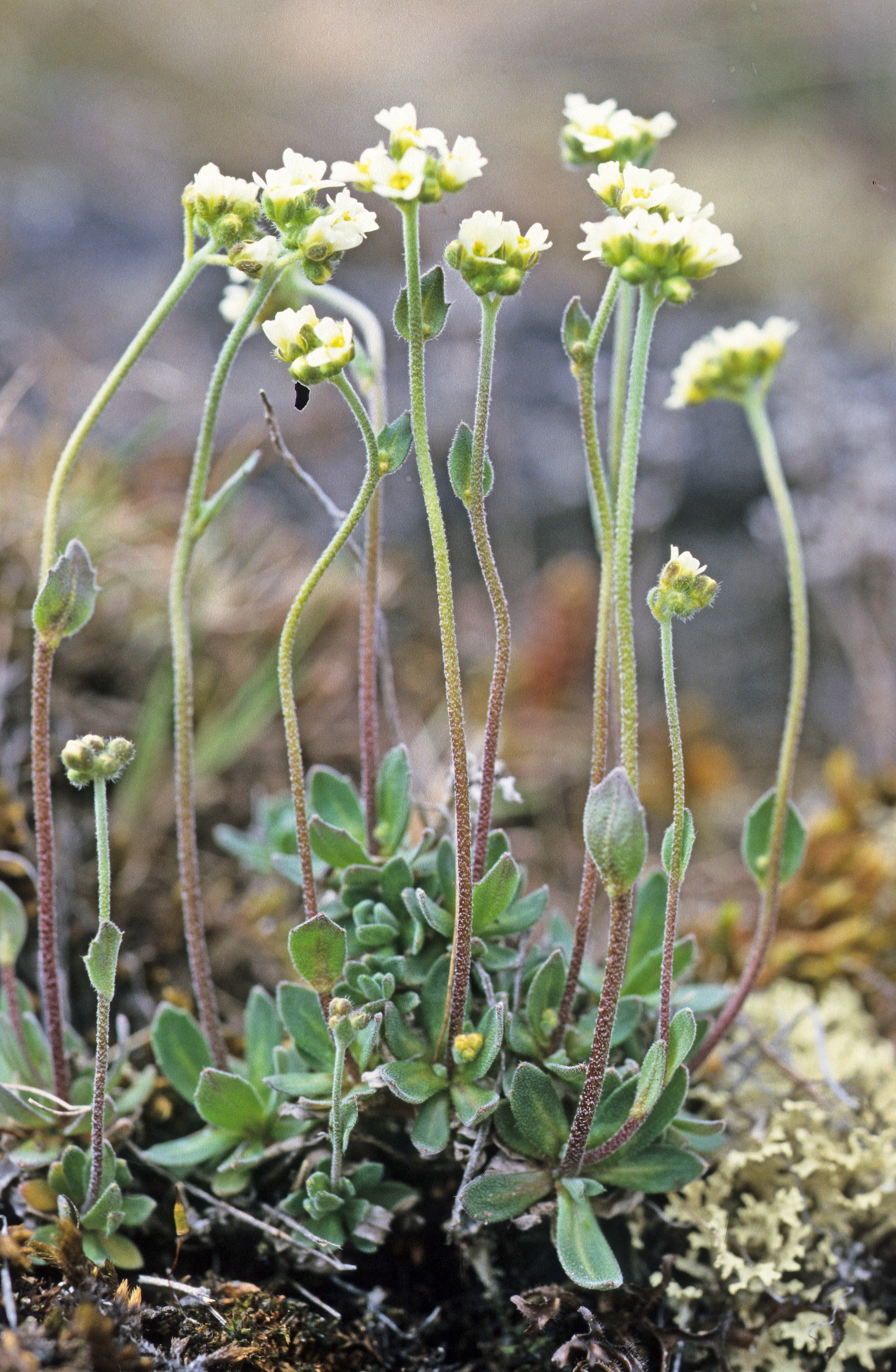 : Draba hirta dovrensis.