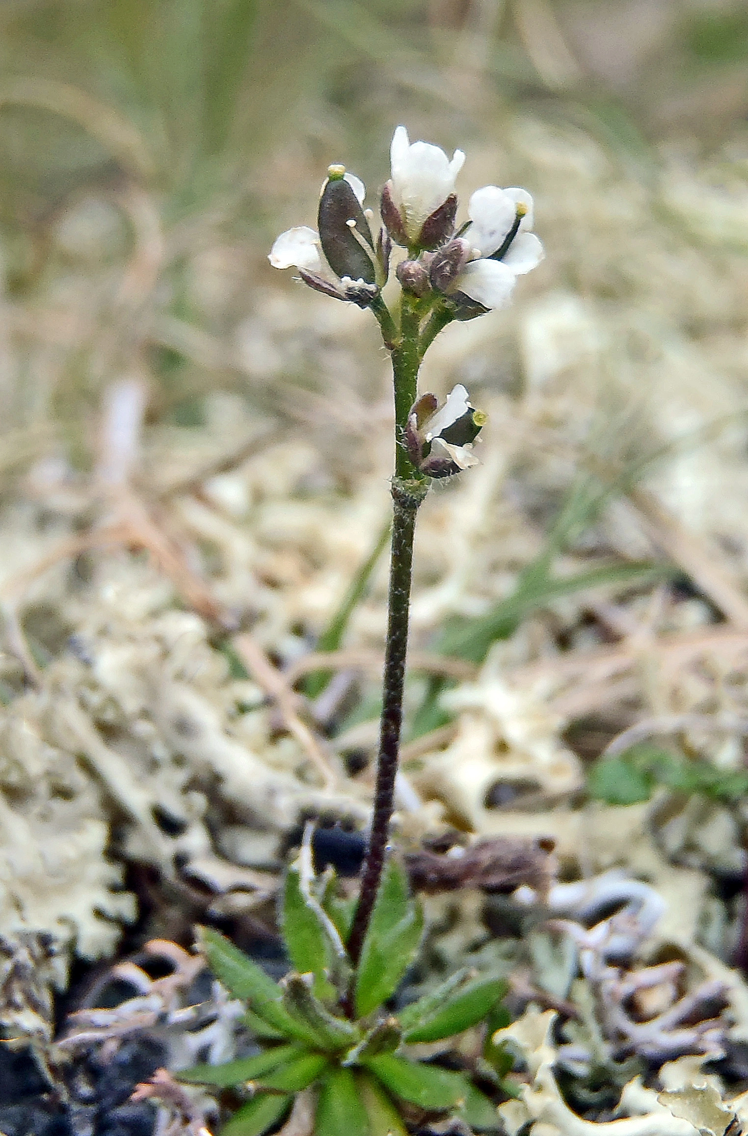 : Draba rupestris.