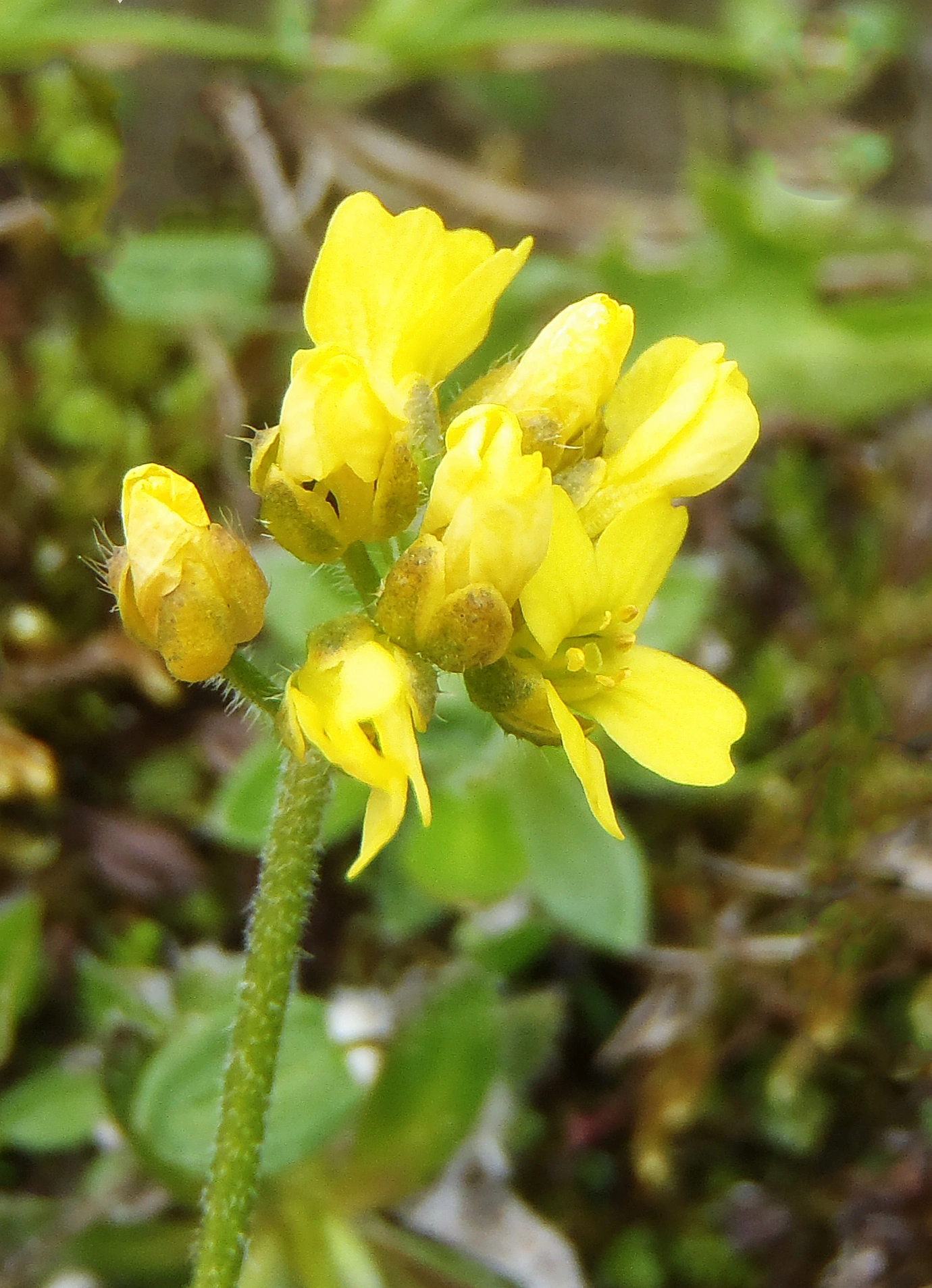 : Draba alpina.