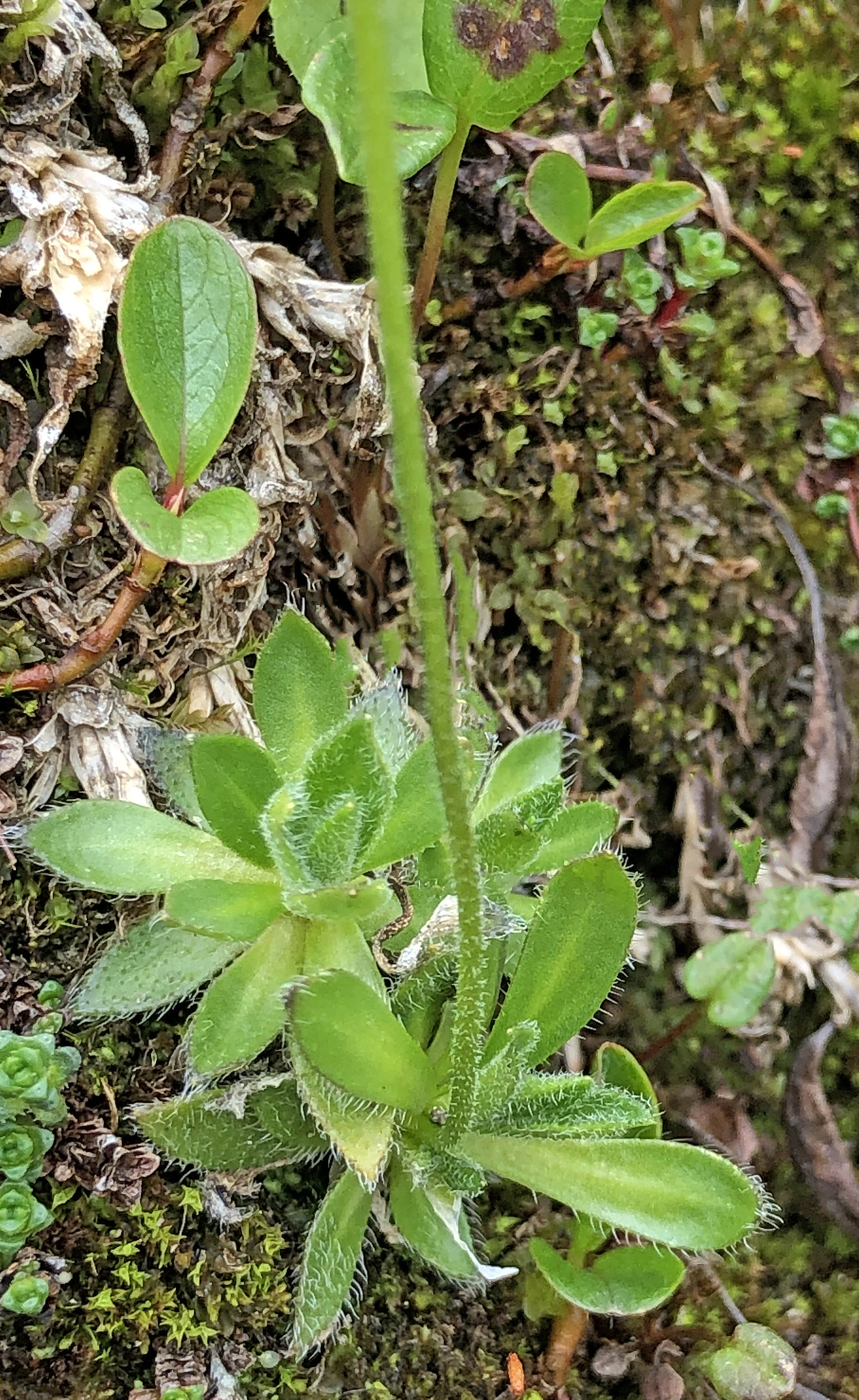 : Draba alpina.