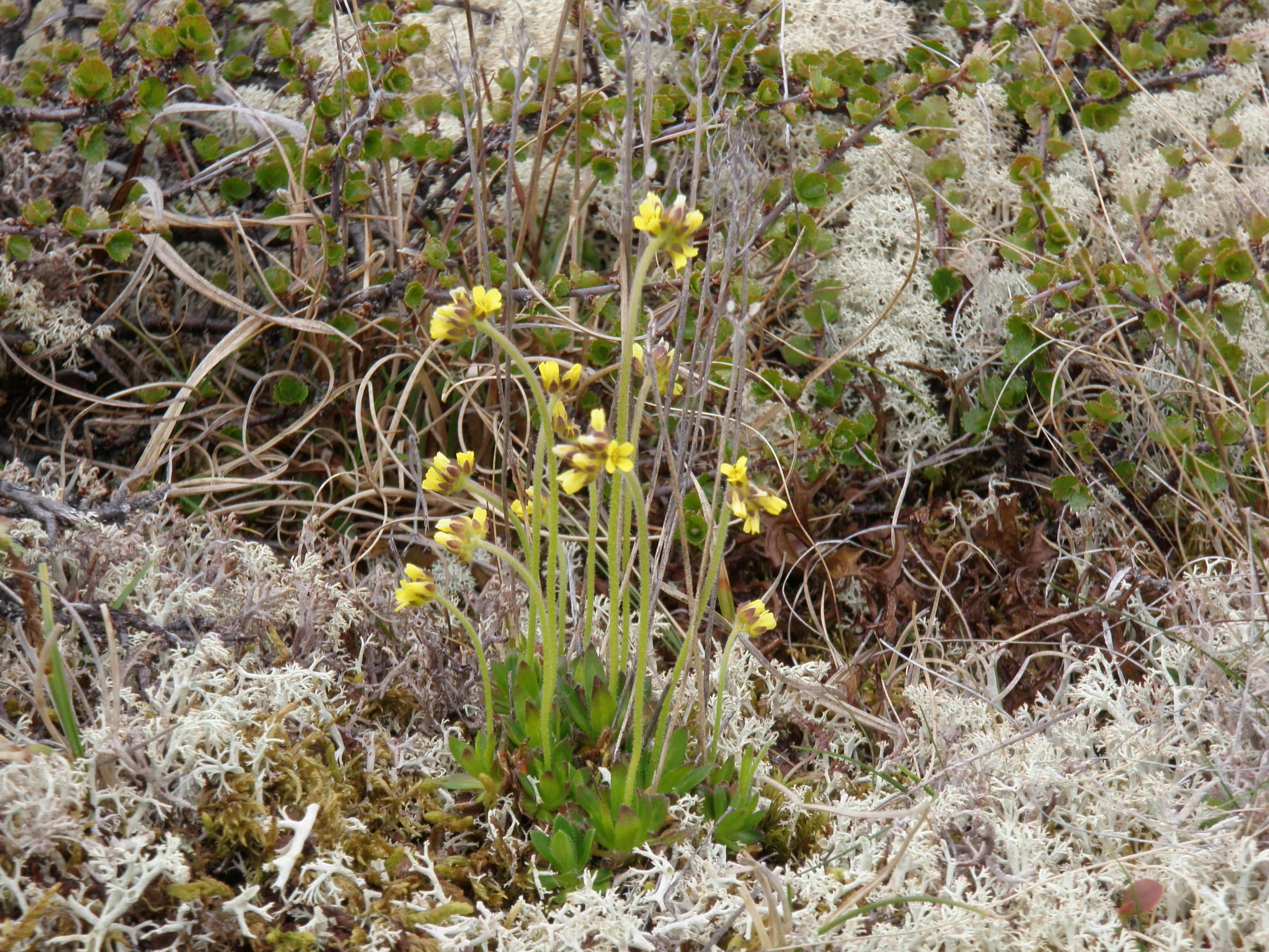 : Draba alpina.