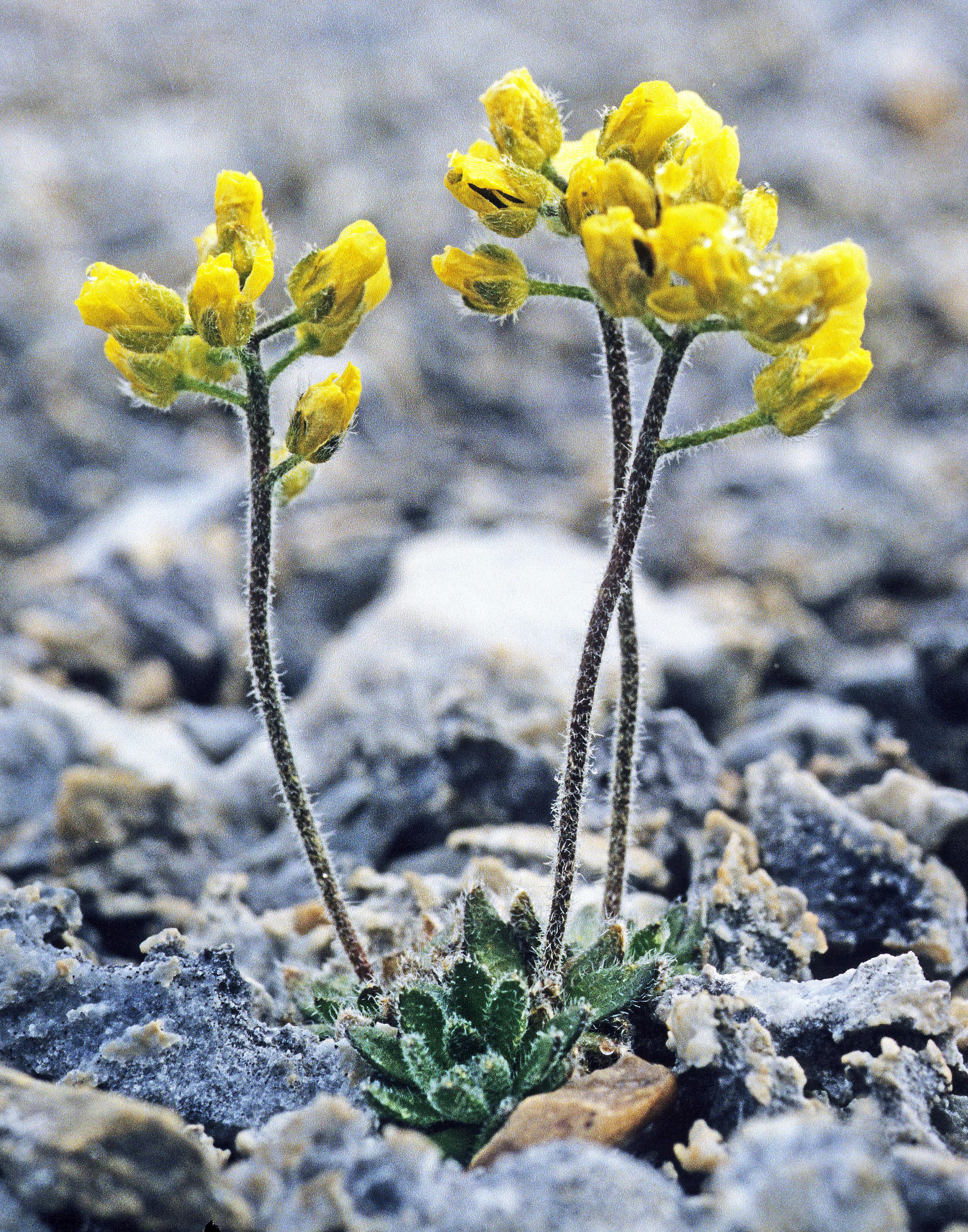 : Draba corymbosa.