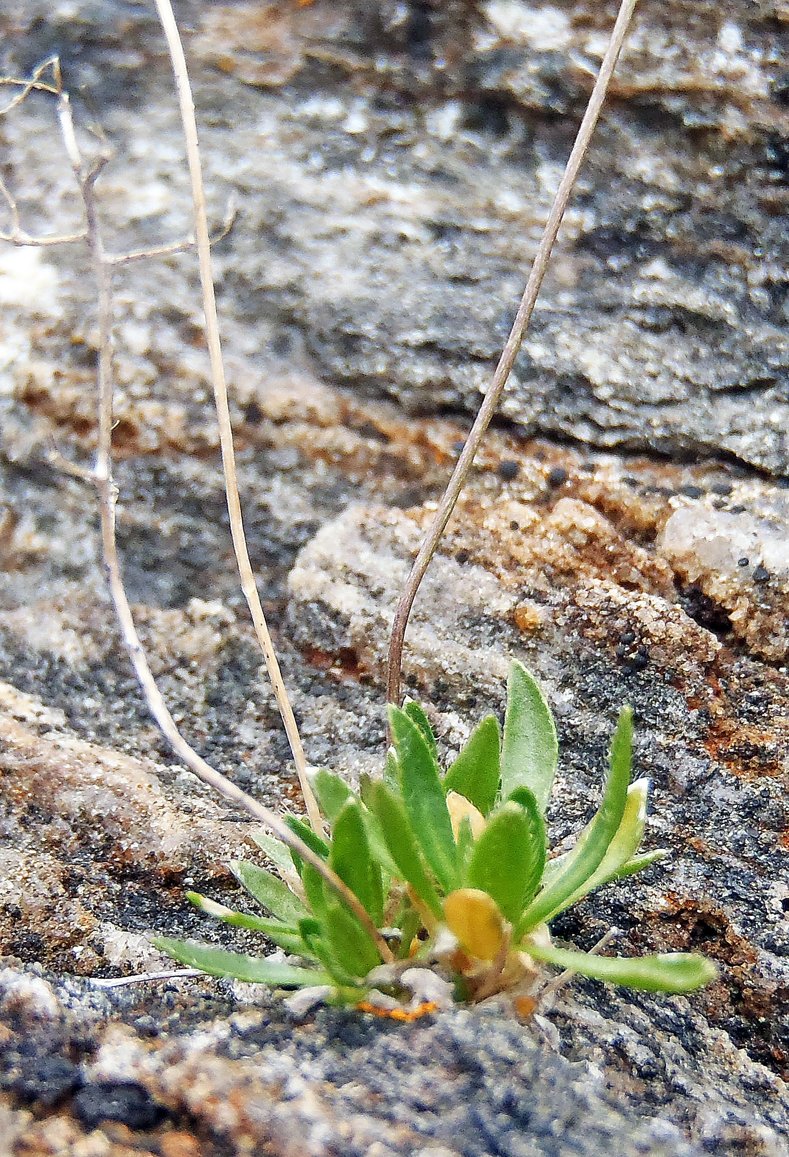 : Draba fladnizensis.