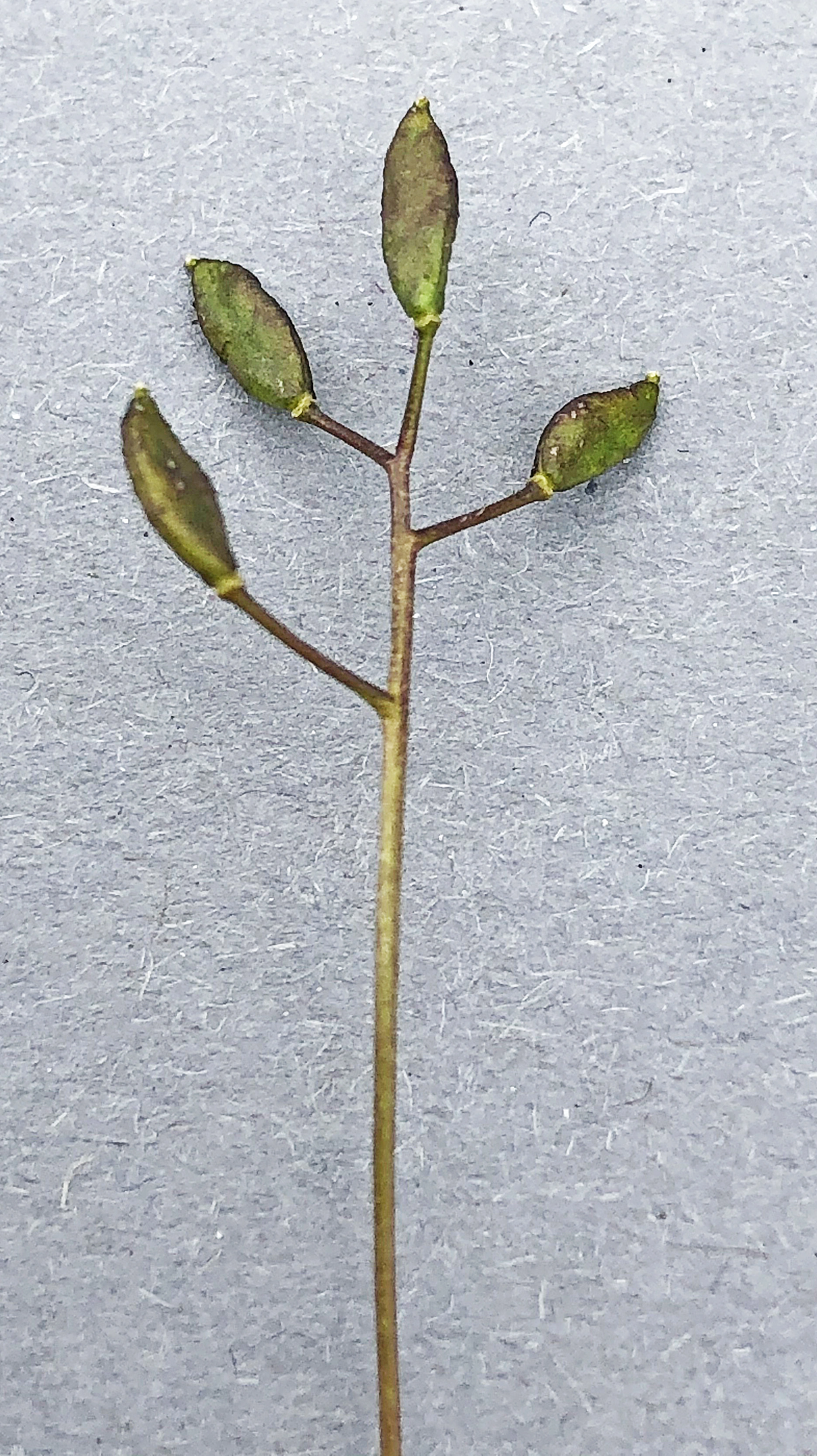 : Draba fladnizensis.