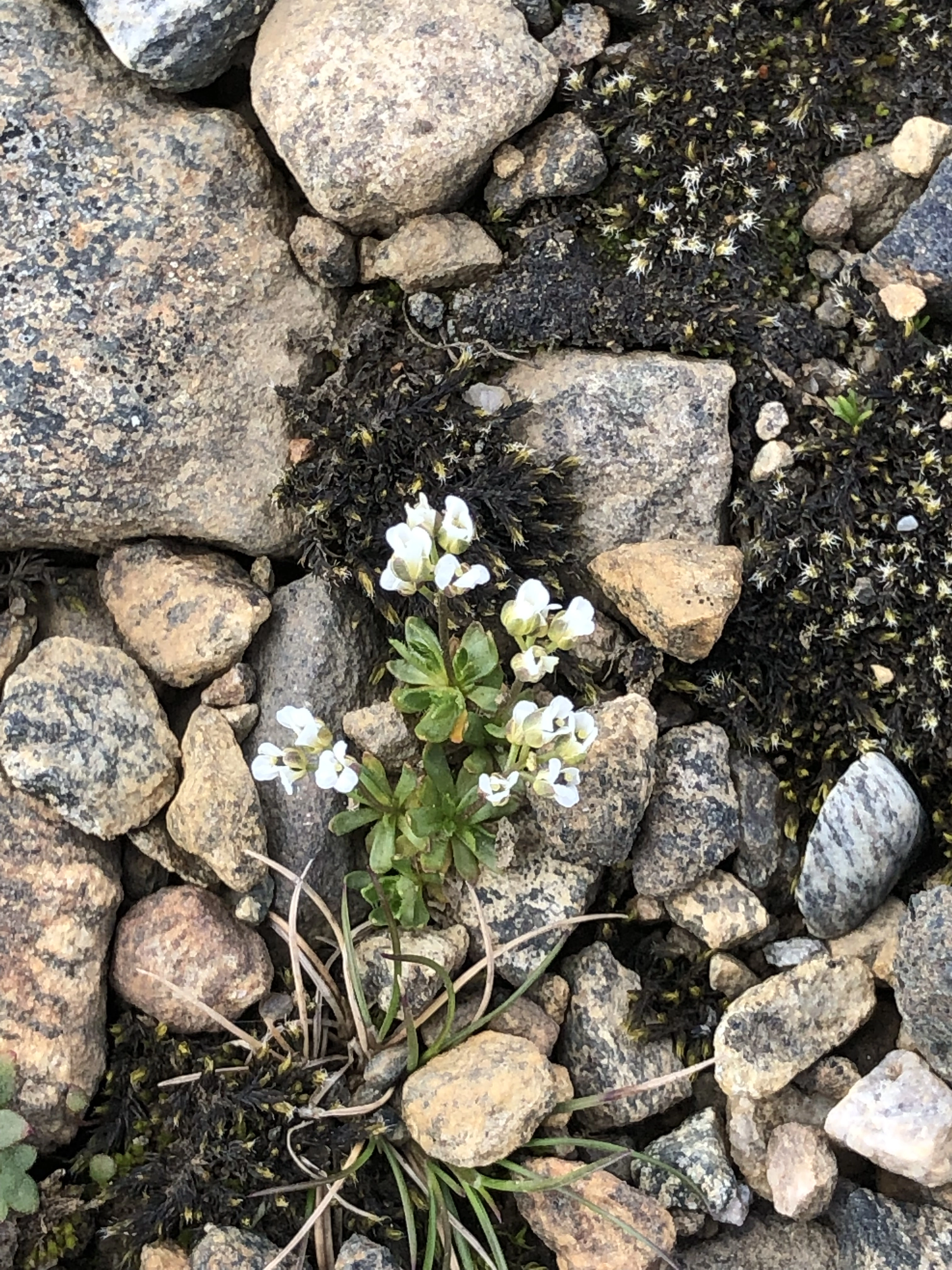 : Draba fladnizensis.