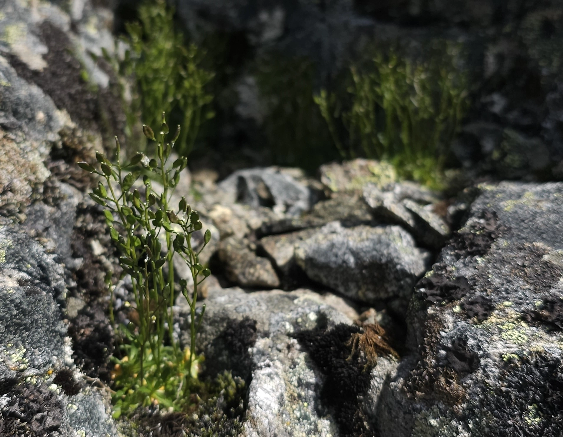 : Draba fladnizensis.