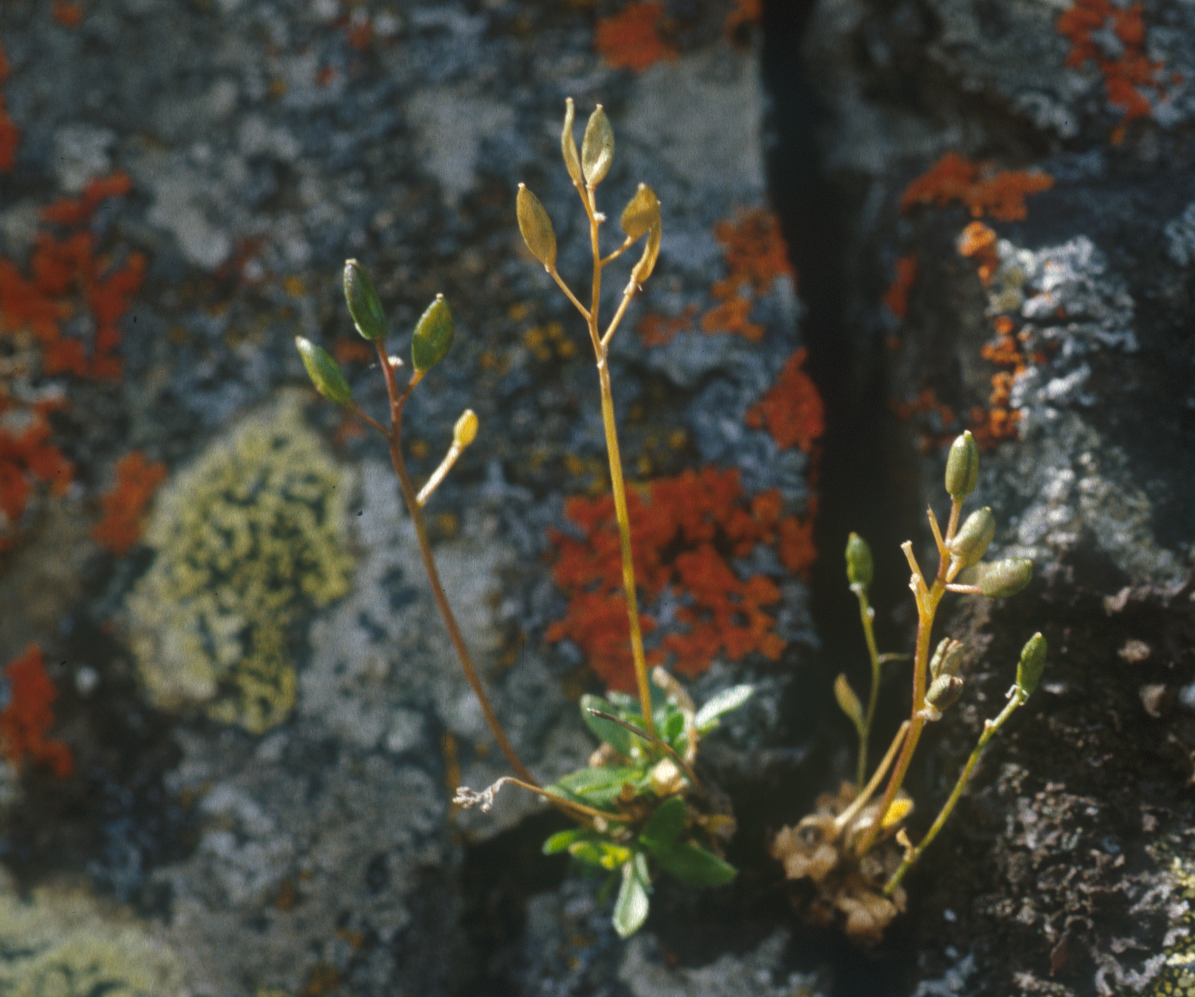 : Draba fladnizensis.