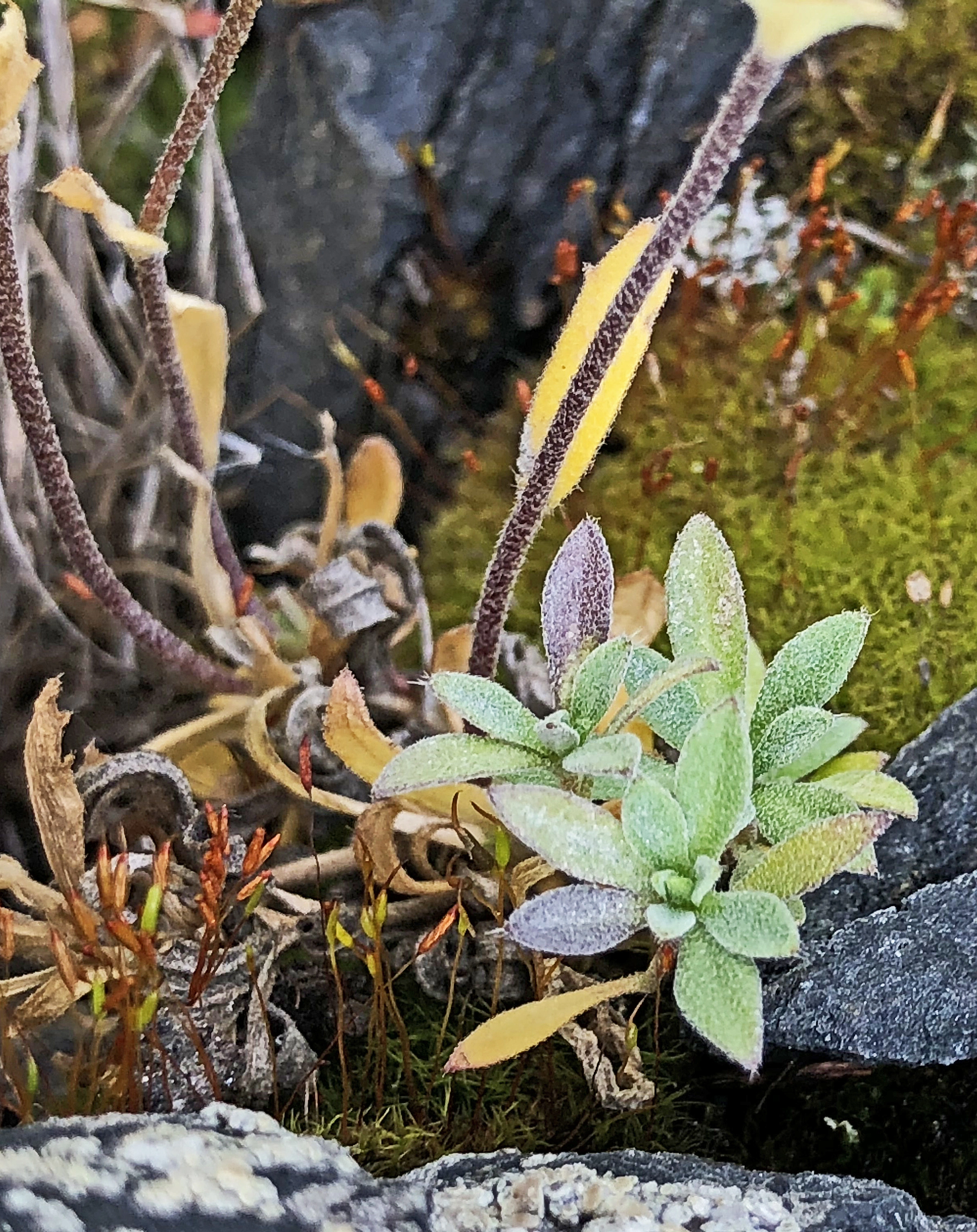 : Draba hirta dovrensis.