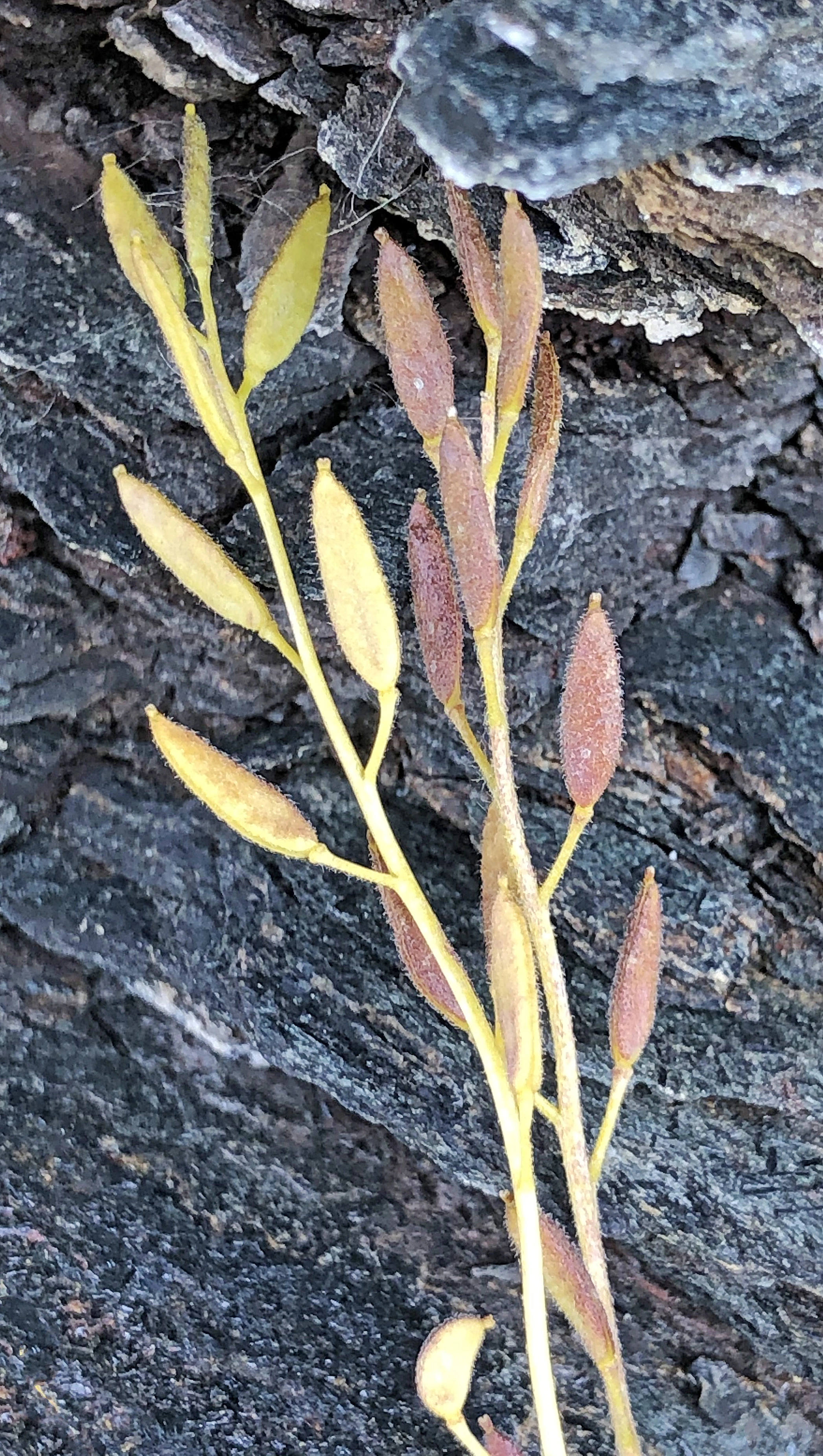 : Draba hirta dovrensis.