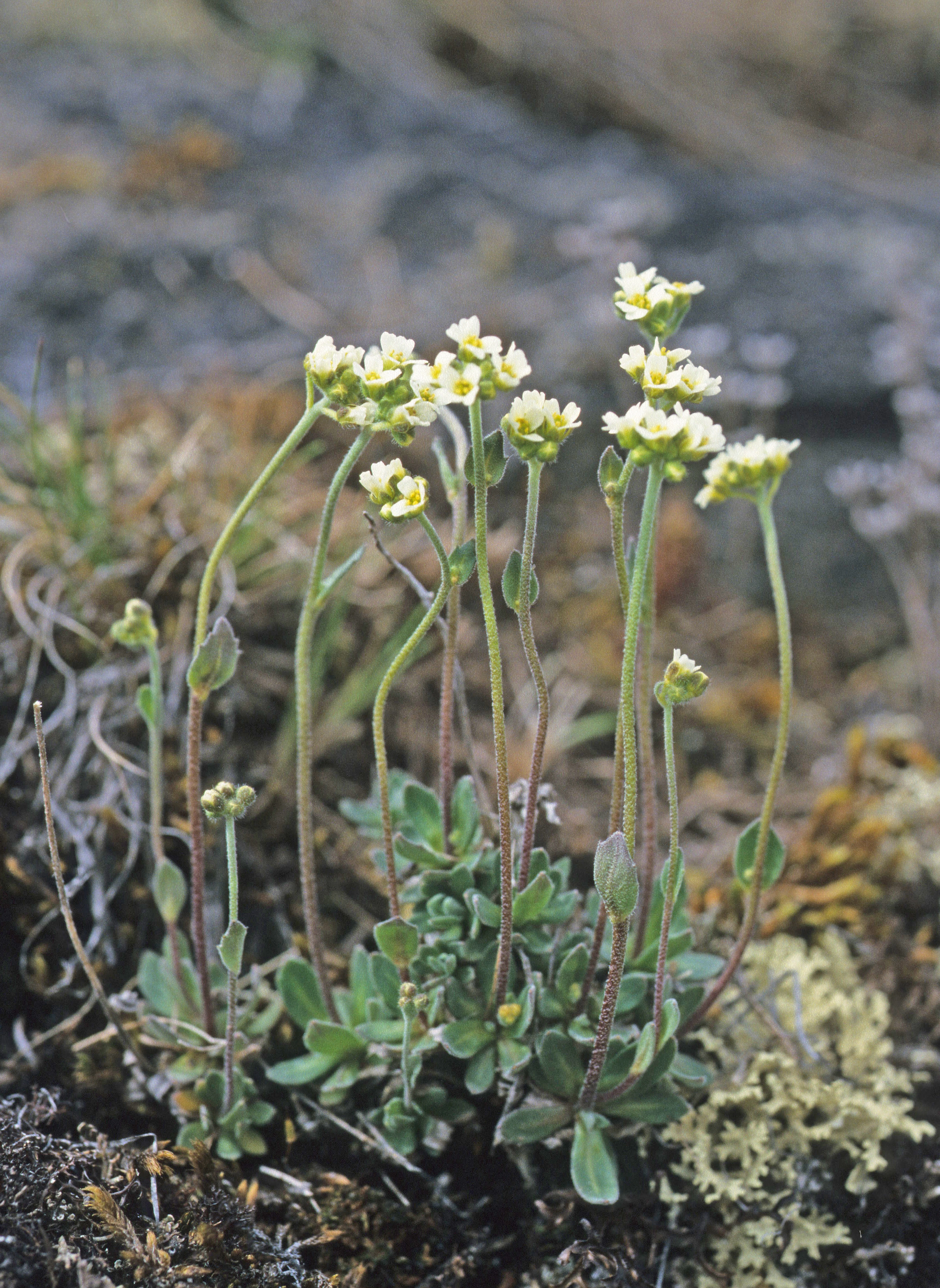 : Draba hirta dovrensis.