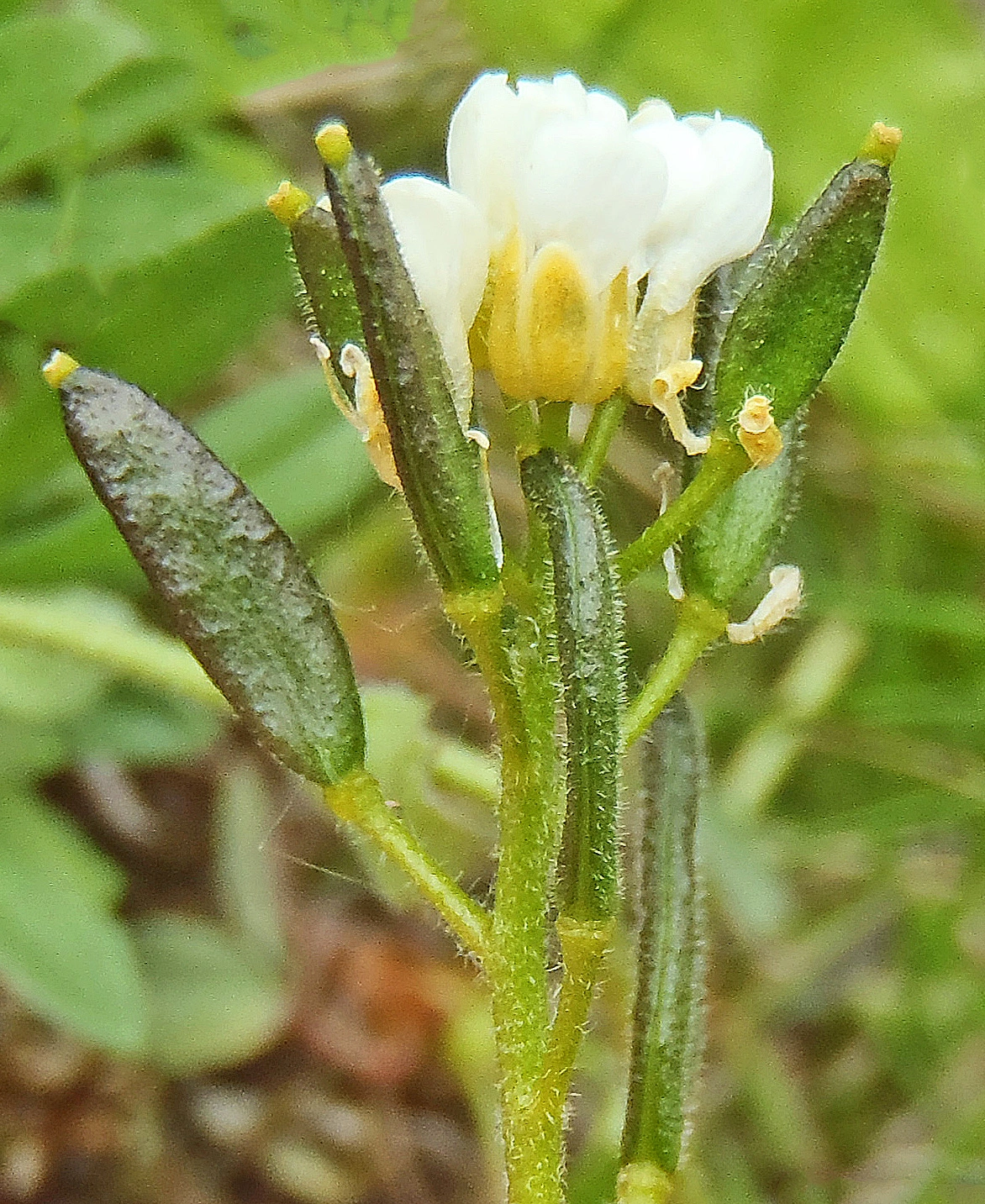 : Draba hirta hirta.