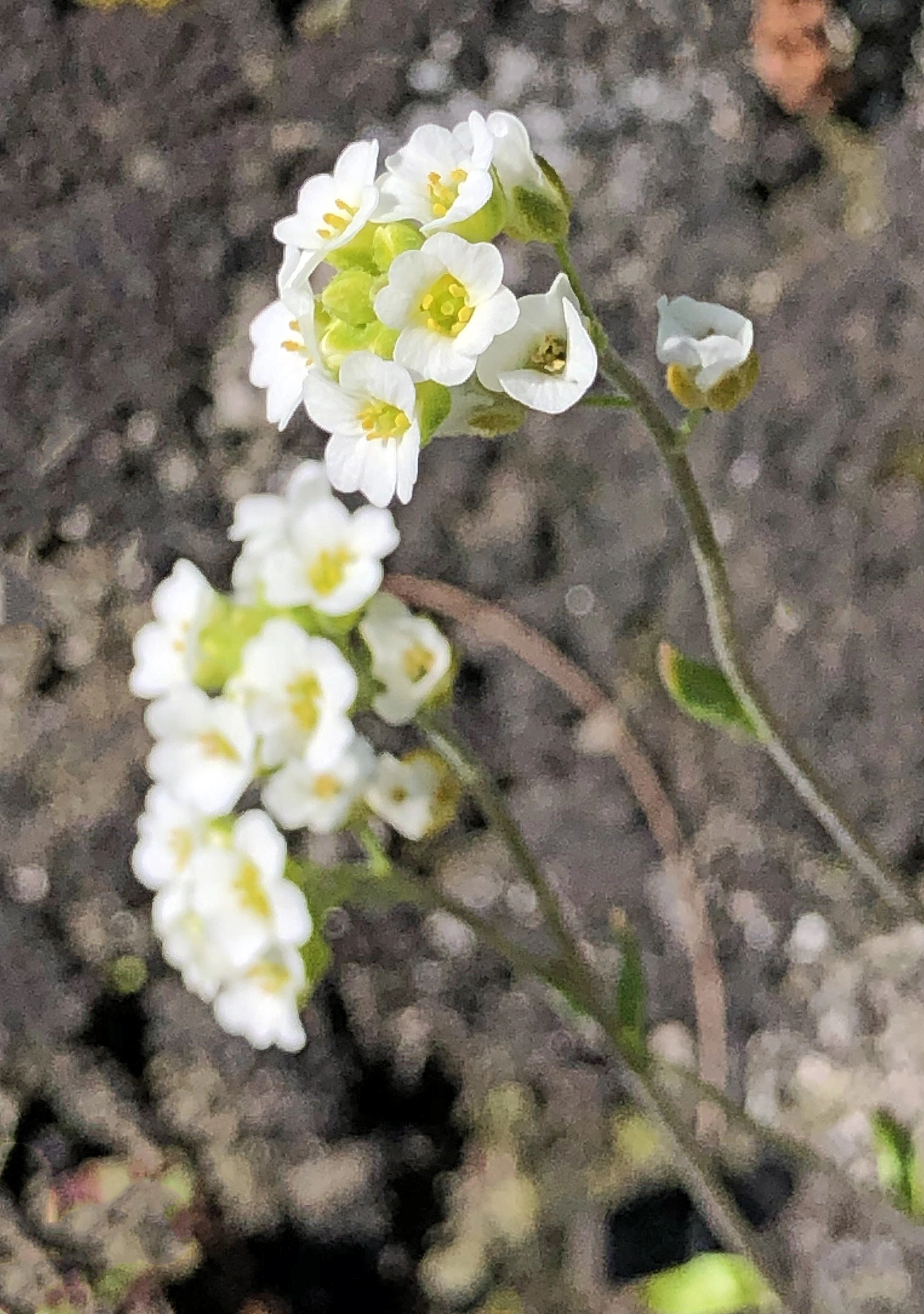 : Draba hirta hirta.