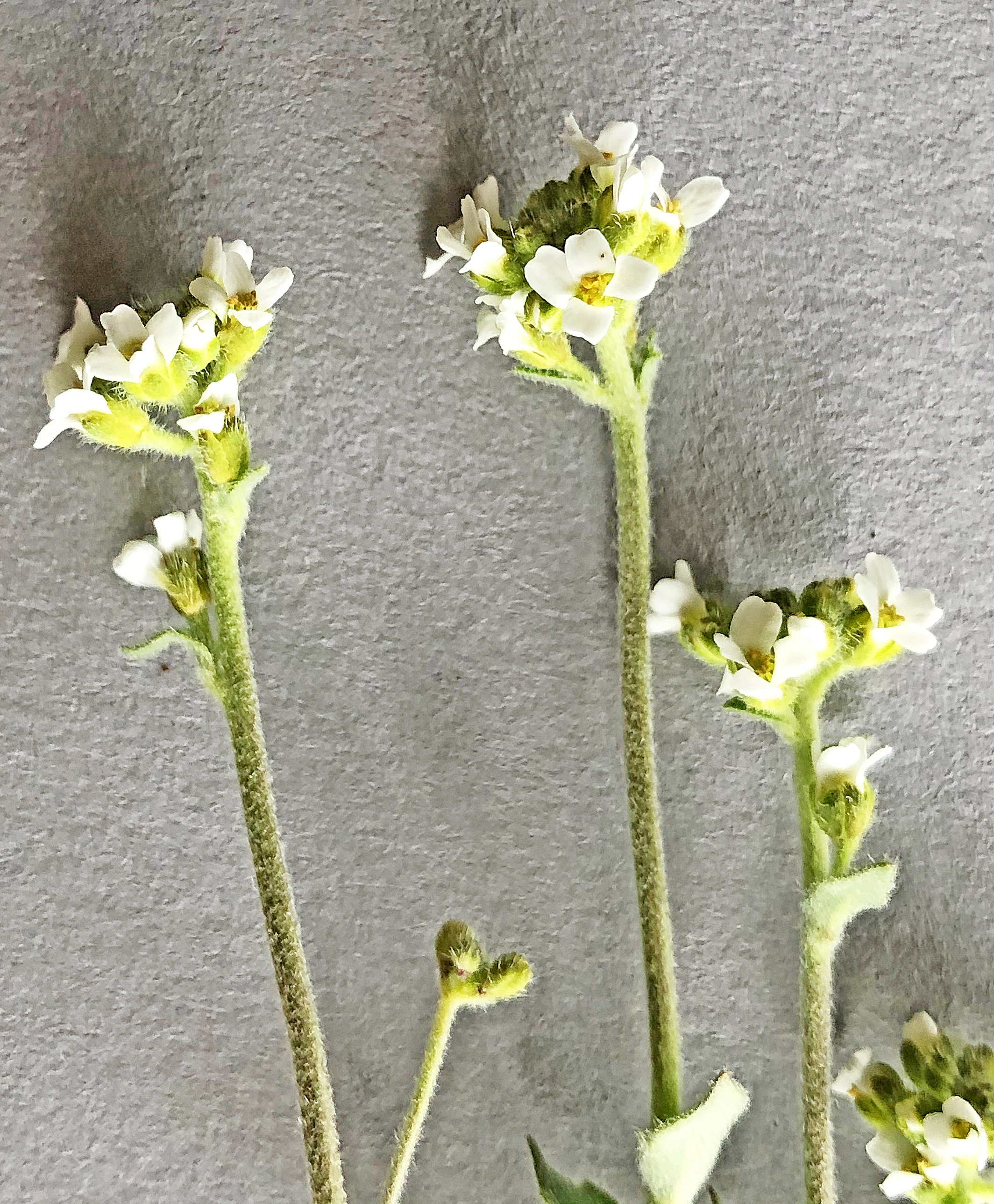 : Draba incana.