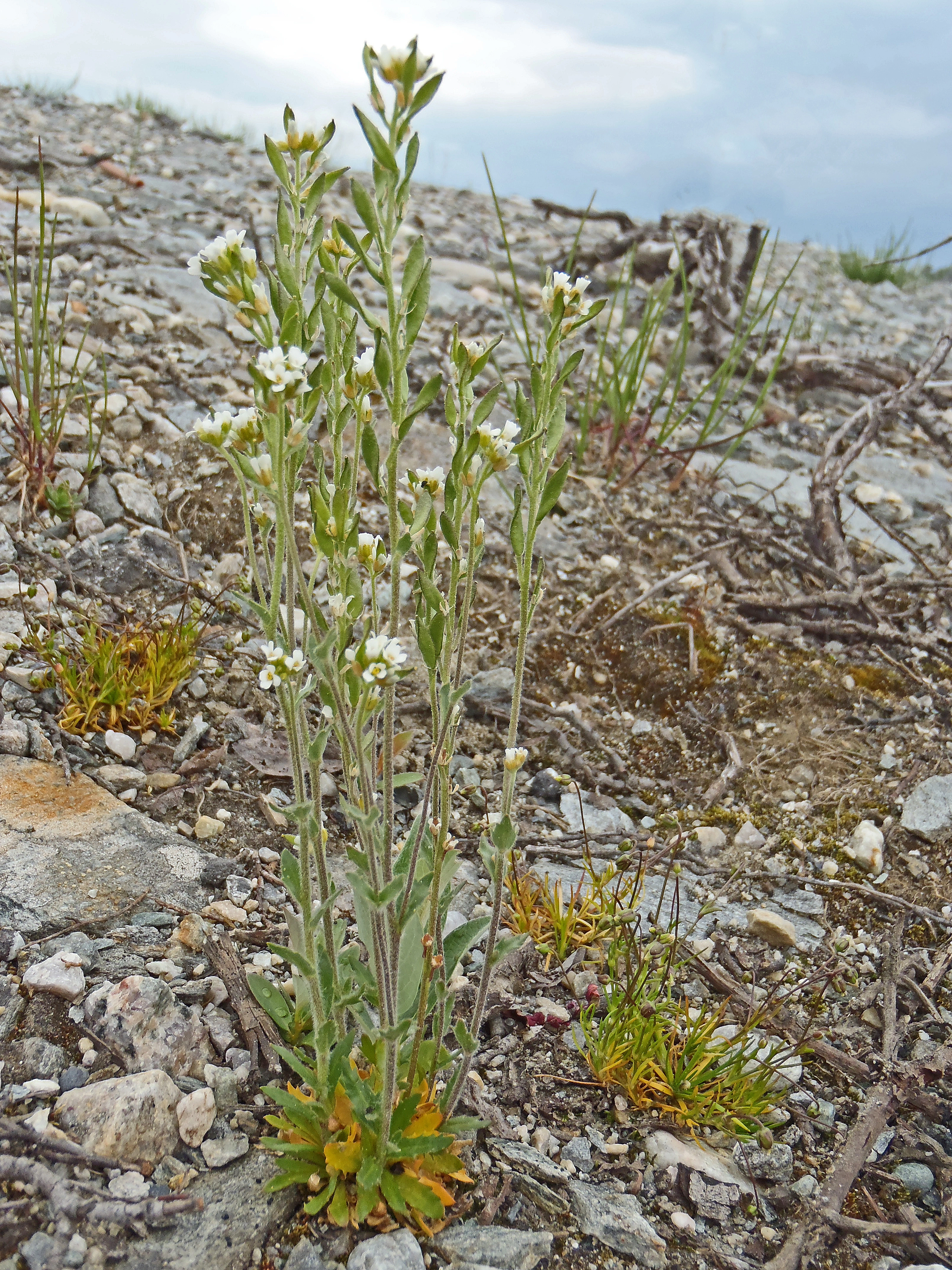 : Draba incana.