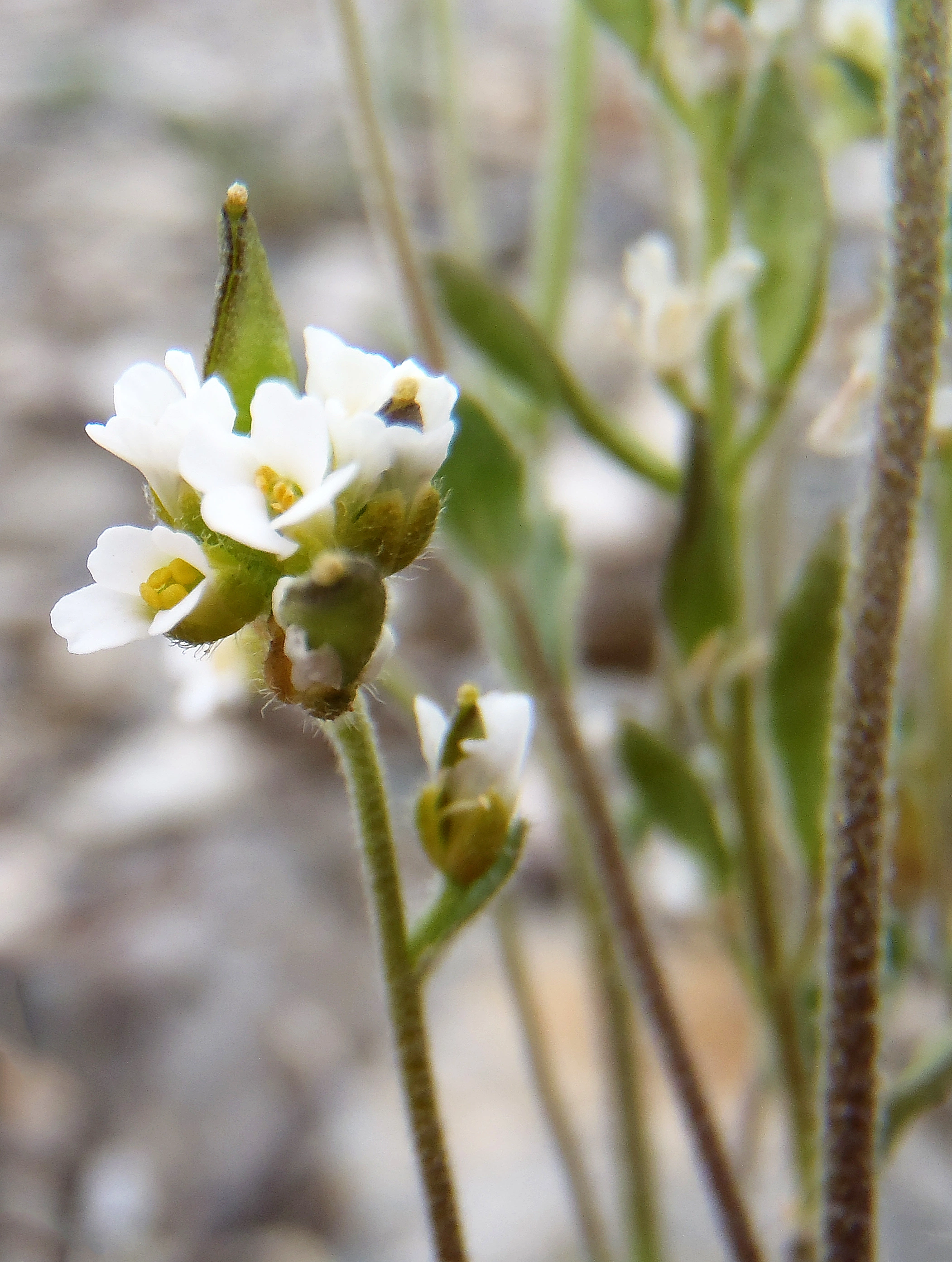 : Draba incana.