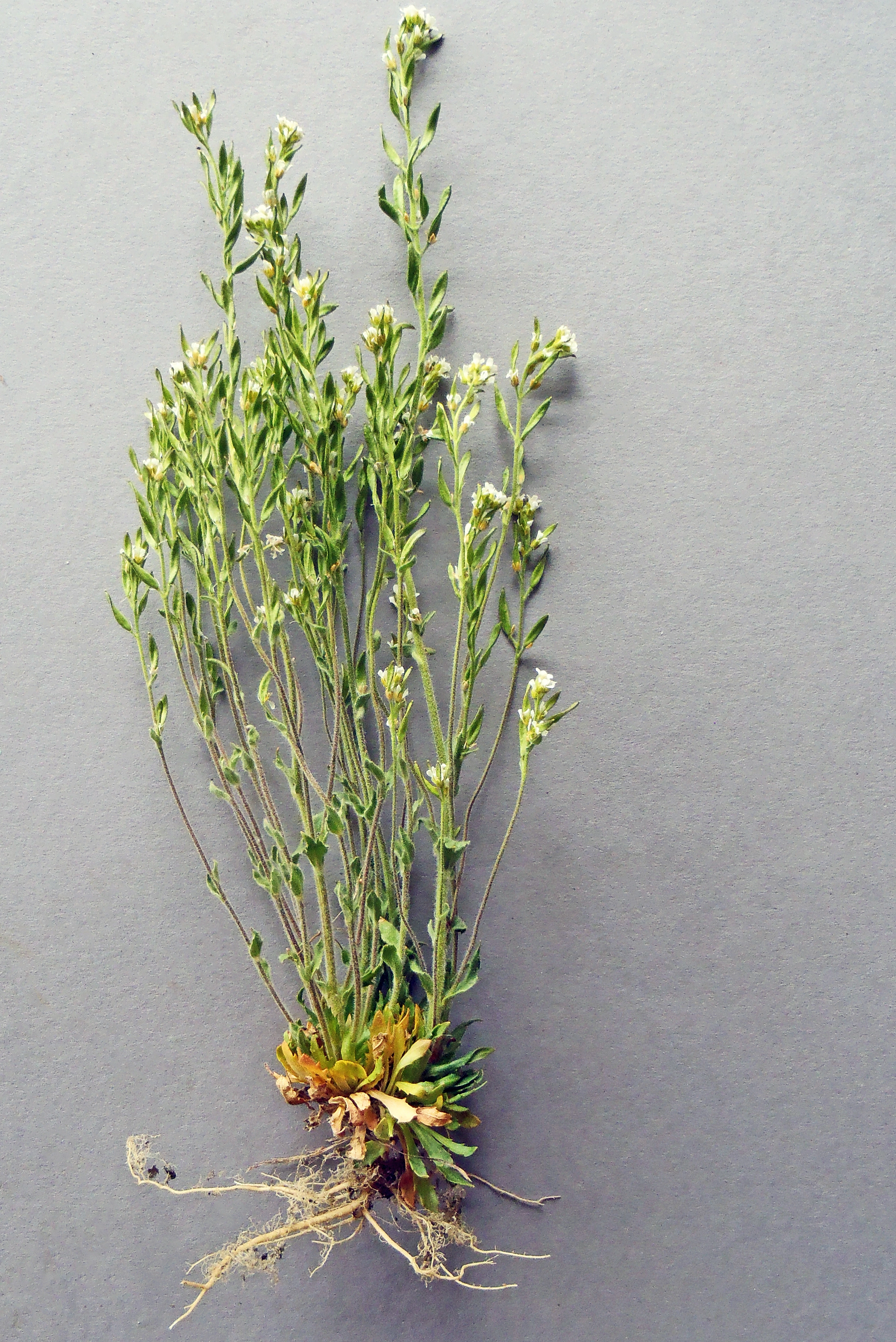 : Draba incana.